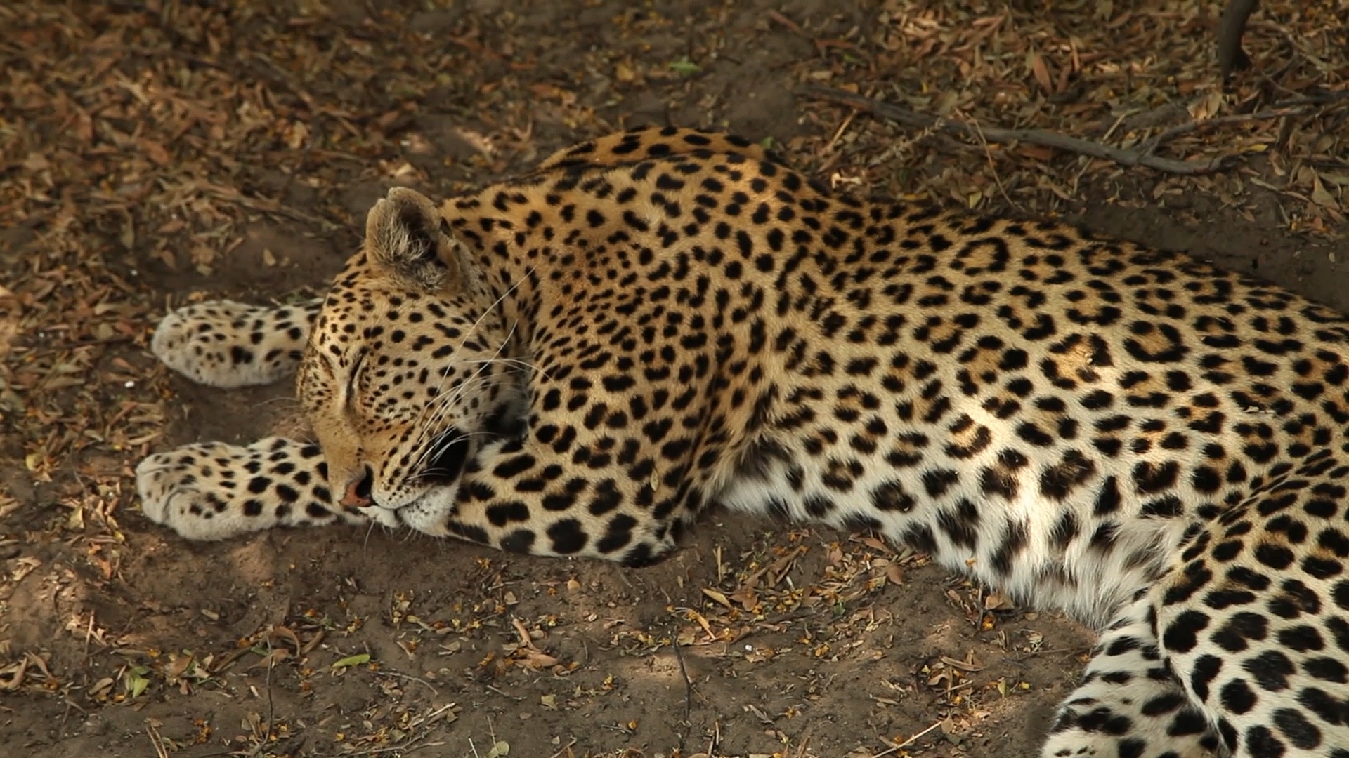A Napping Leopard: Behind the Scenes - Savage Kingdom Video ...