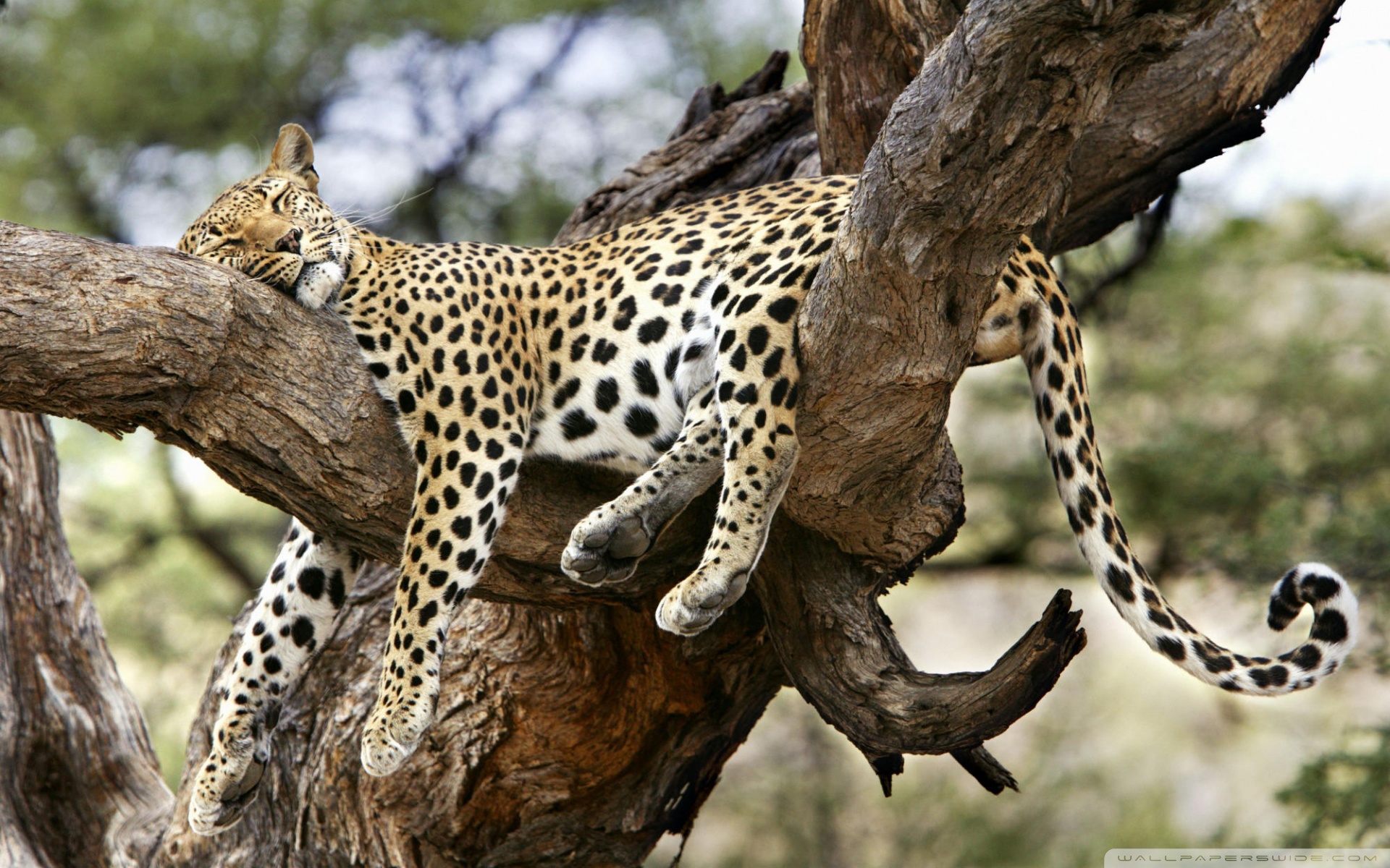 Leopard Sleeping In Tree ❤ 4K HD Desktop Wallpaper for 4K Ultra HD ...