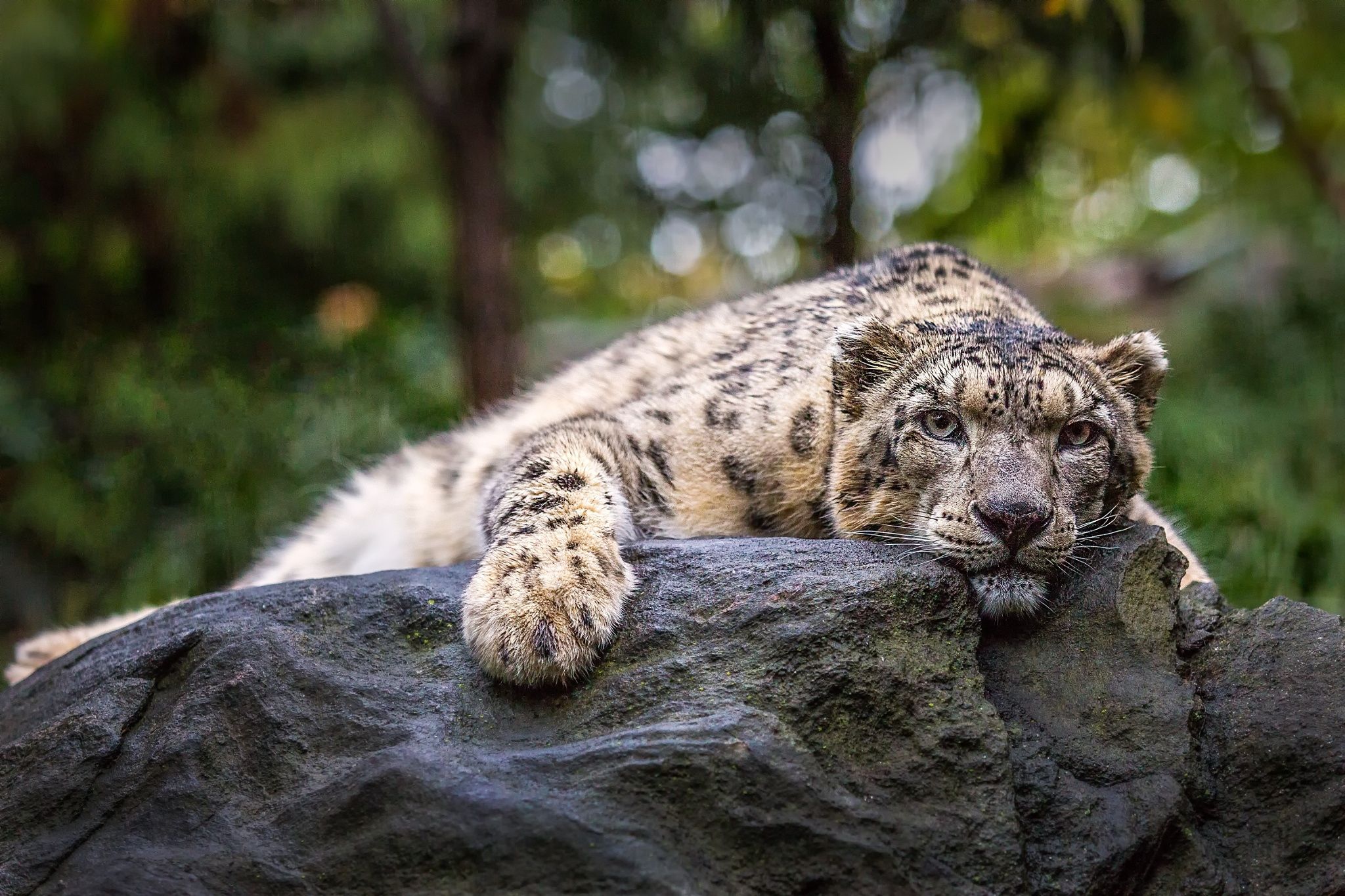 Nap Time - Snow Leopard at the Central Park Zoo | Lion. Tiger ...