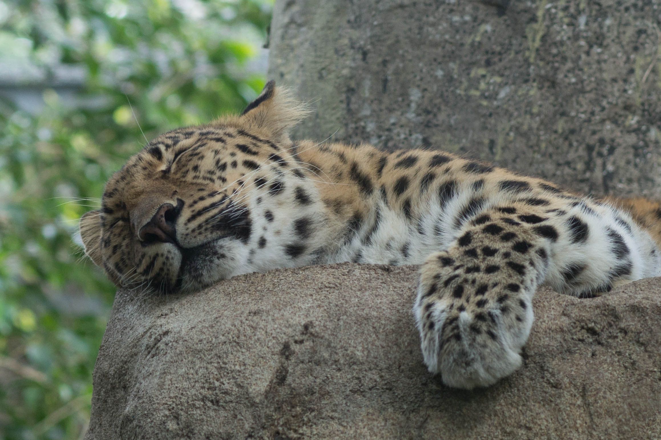This is a picture of a Leopard napping that I took at the Santa ...