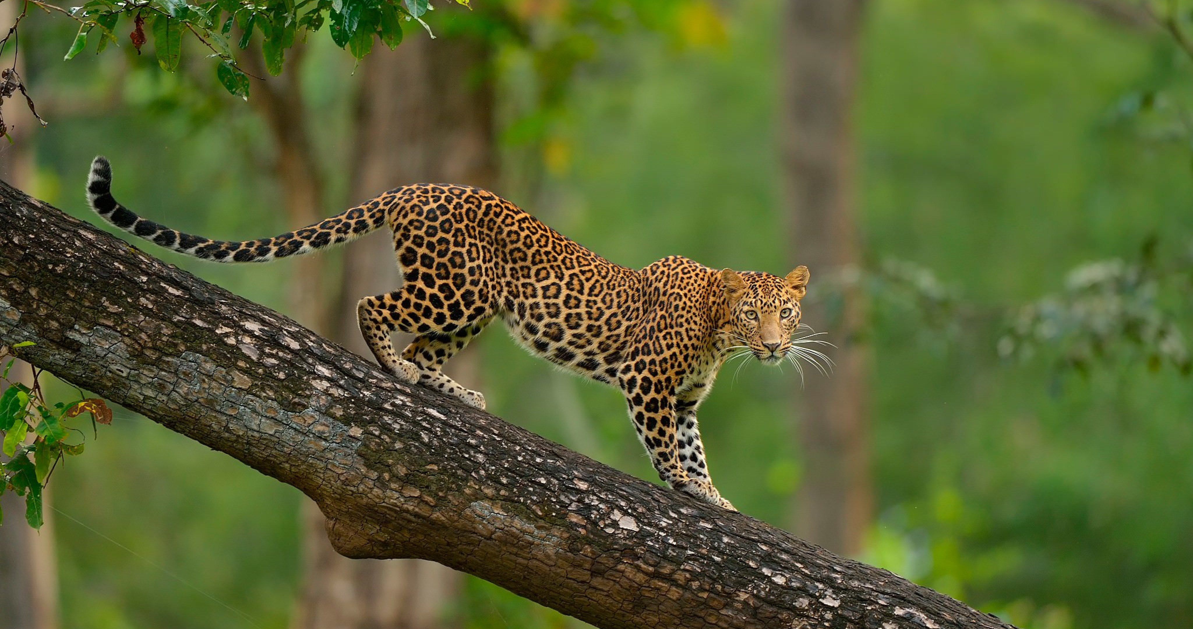 colorful leopard on tree 4k ultra hd wallpaper | ololoshenka ...