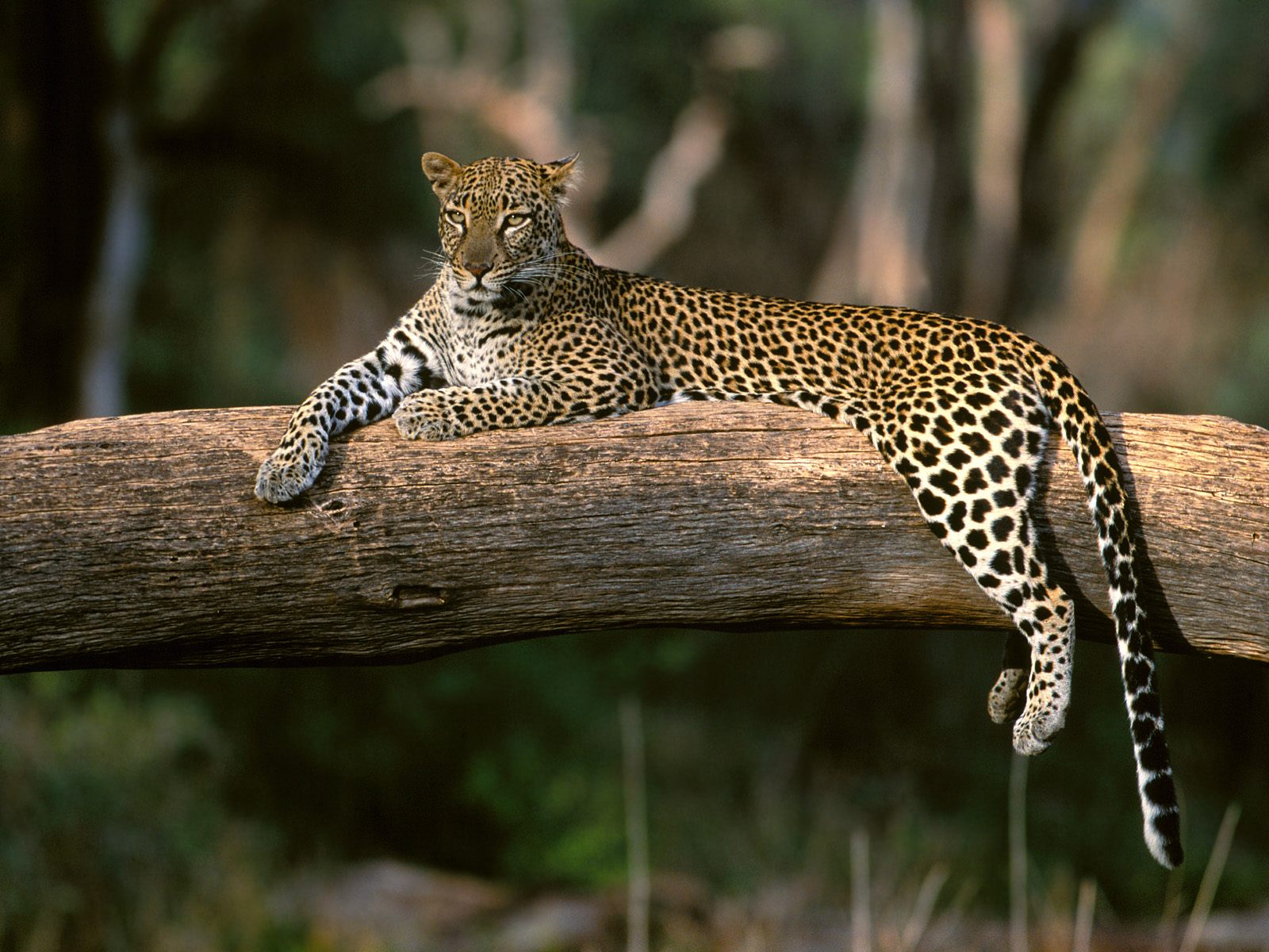 Leopard Layout on Tree Log desktop wallpaper | WallpaperPixel
