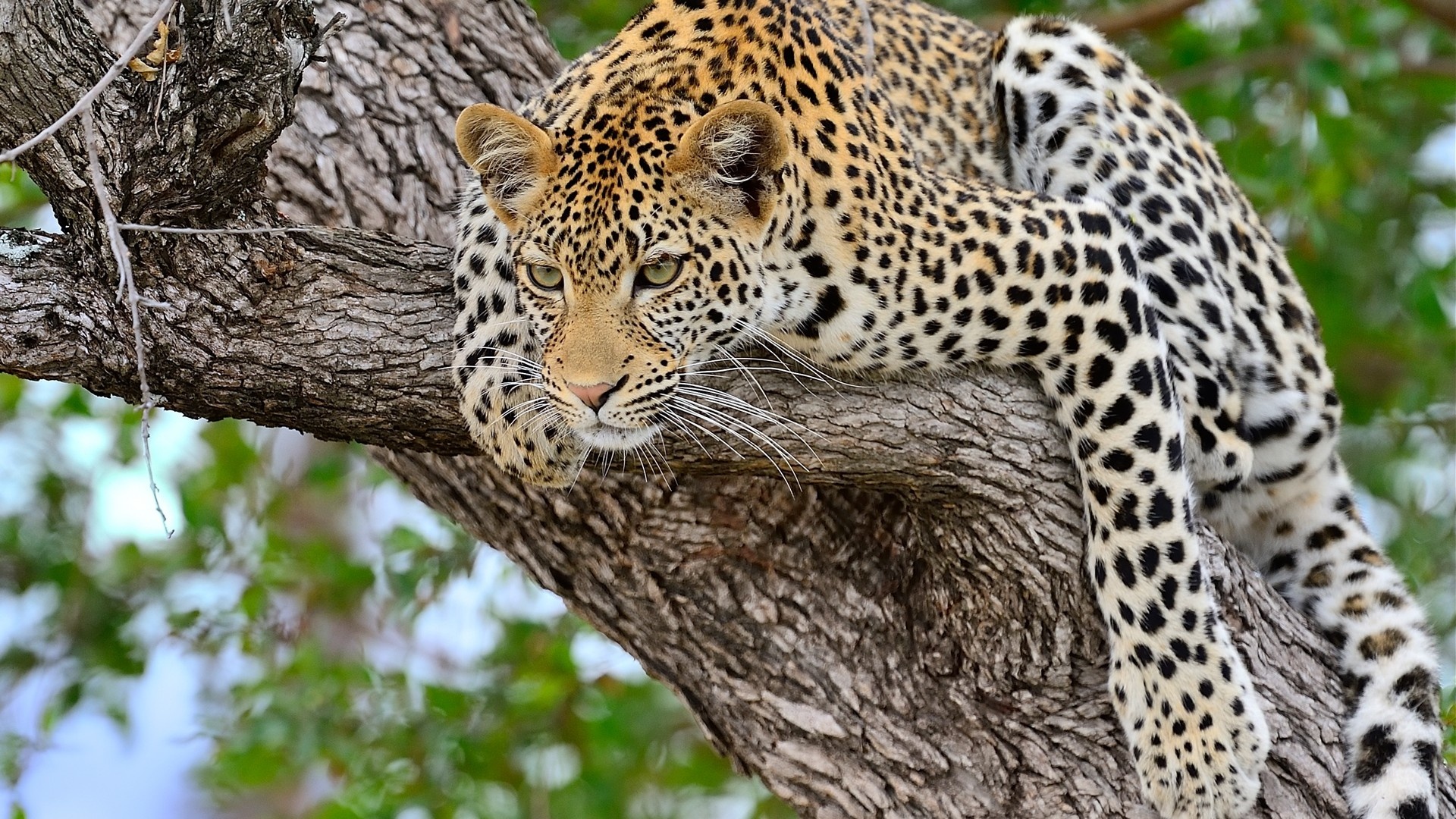 Leopard Sitting On Tree Wallpapers - 1920x1080 - 985867