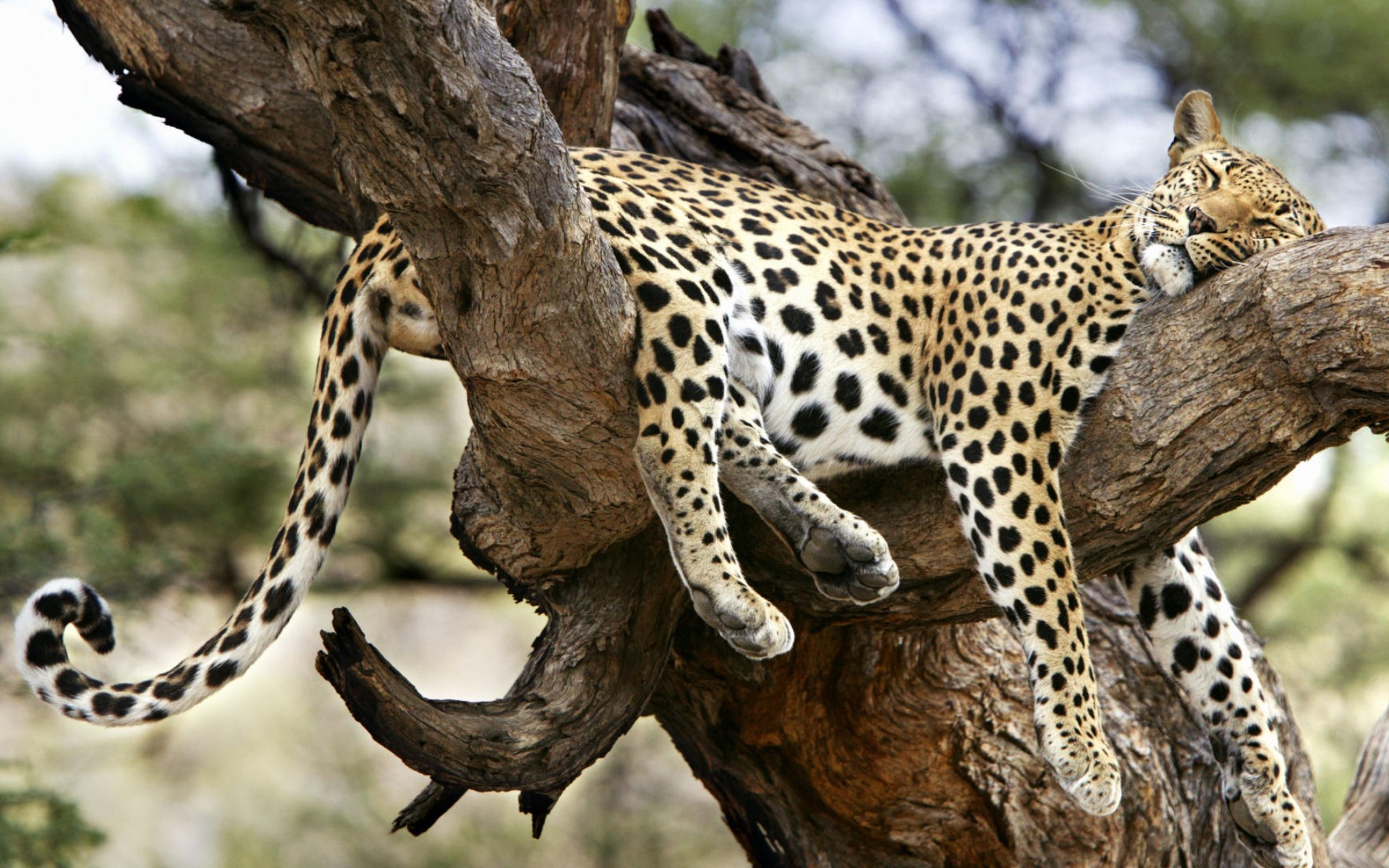 Leopard Chilling On A Tree Wallpaper | 1920x1200 | ID:53424 ...