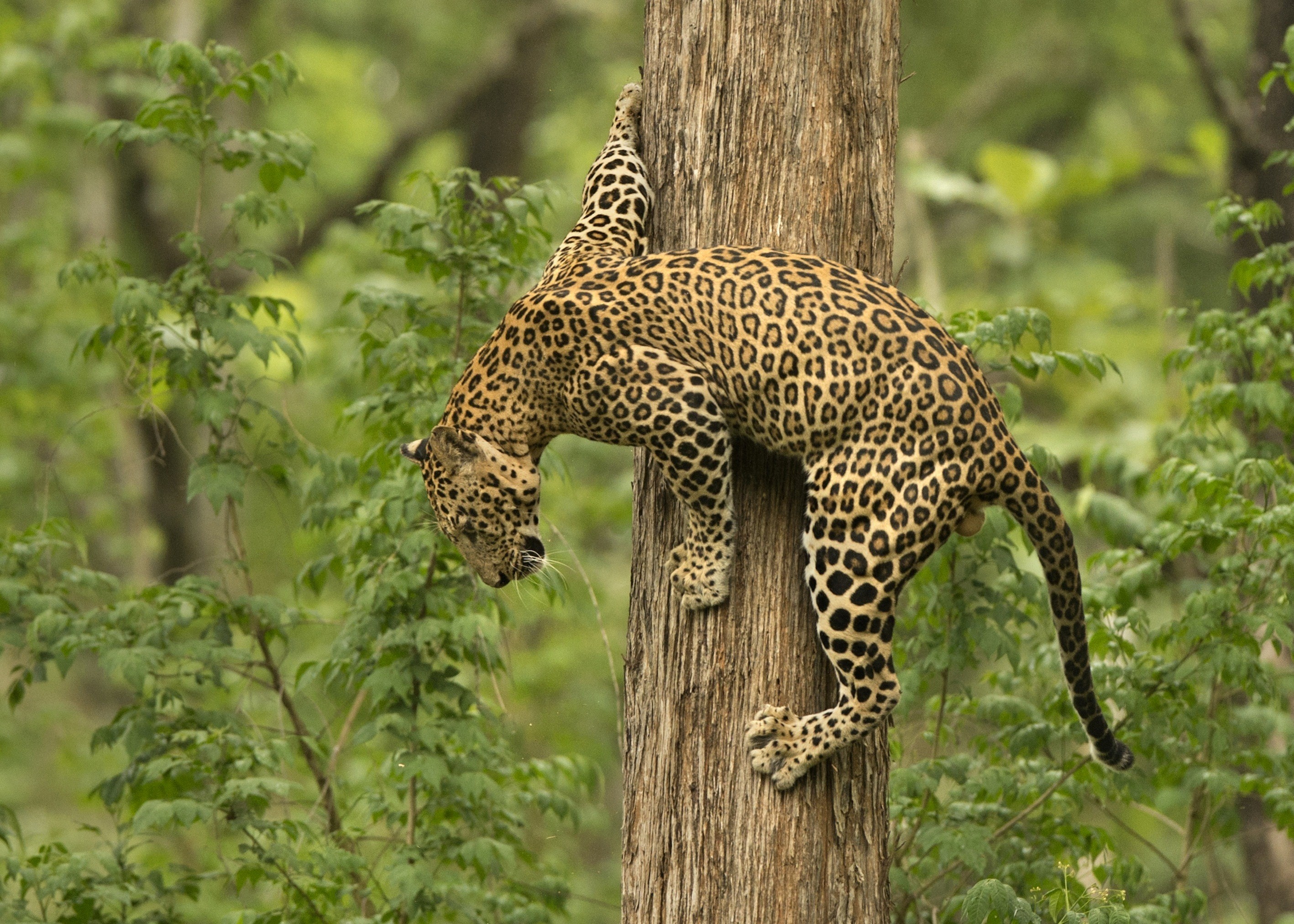 Leopard on Tree | HD Wallpapers