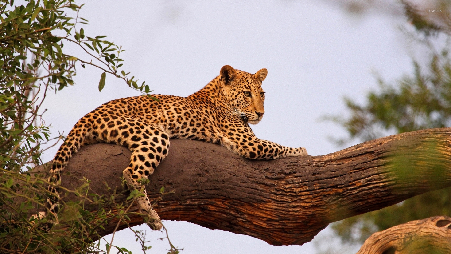 Leopard on tree photo
