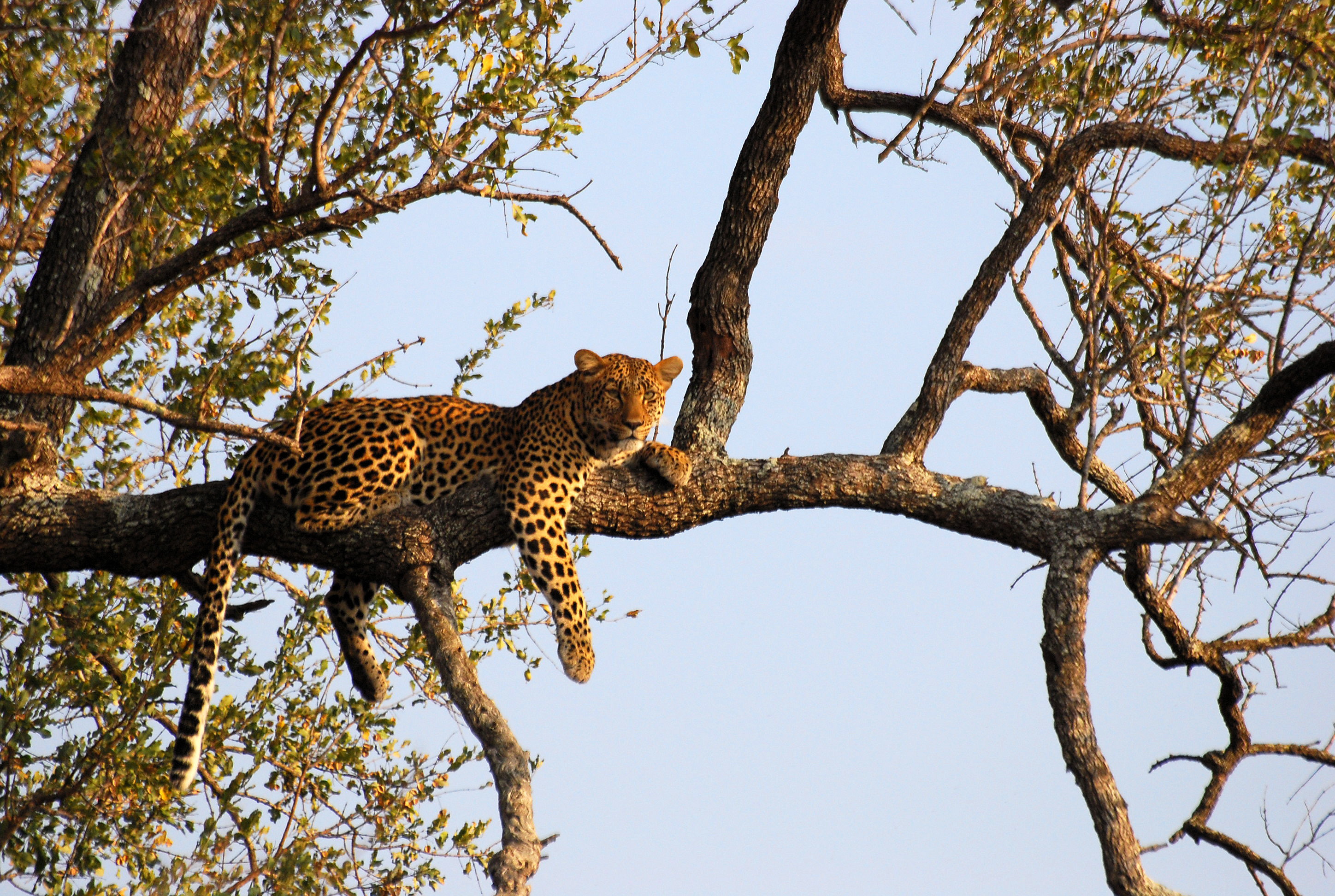 File:Leopard on tree.JPG - Wikimedia Commons