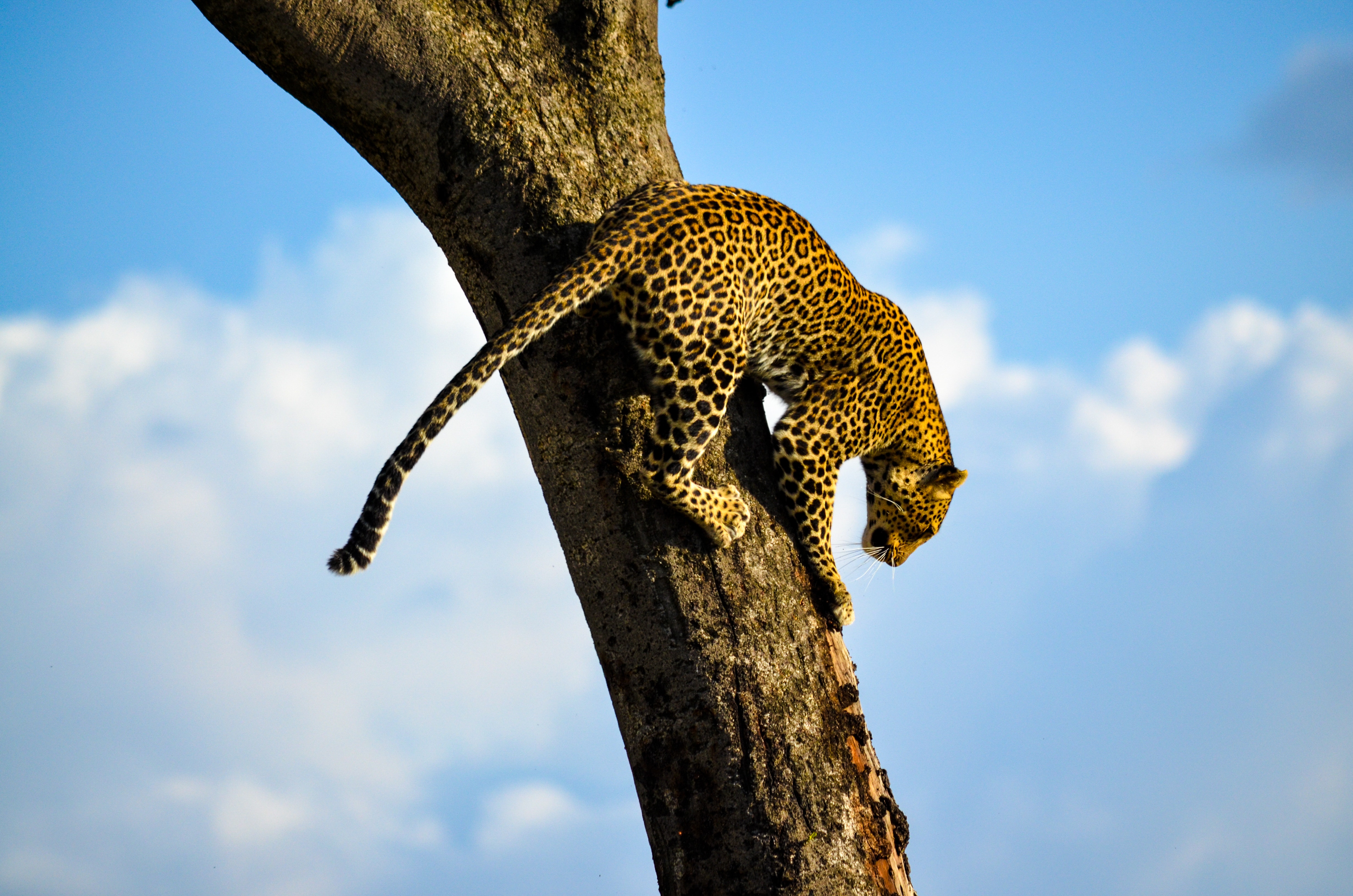 Leopard on tree trunk photo