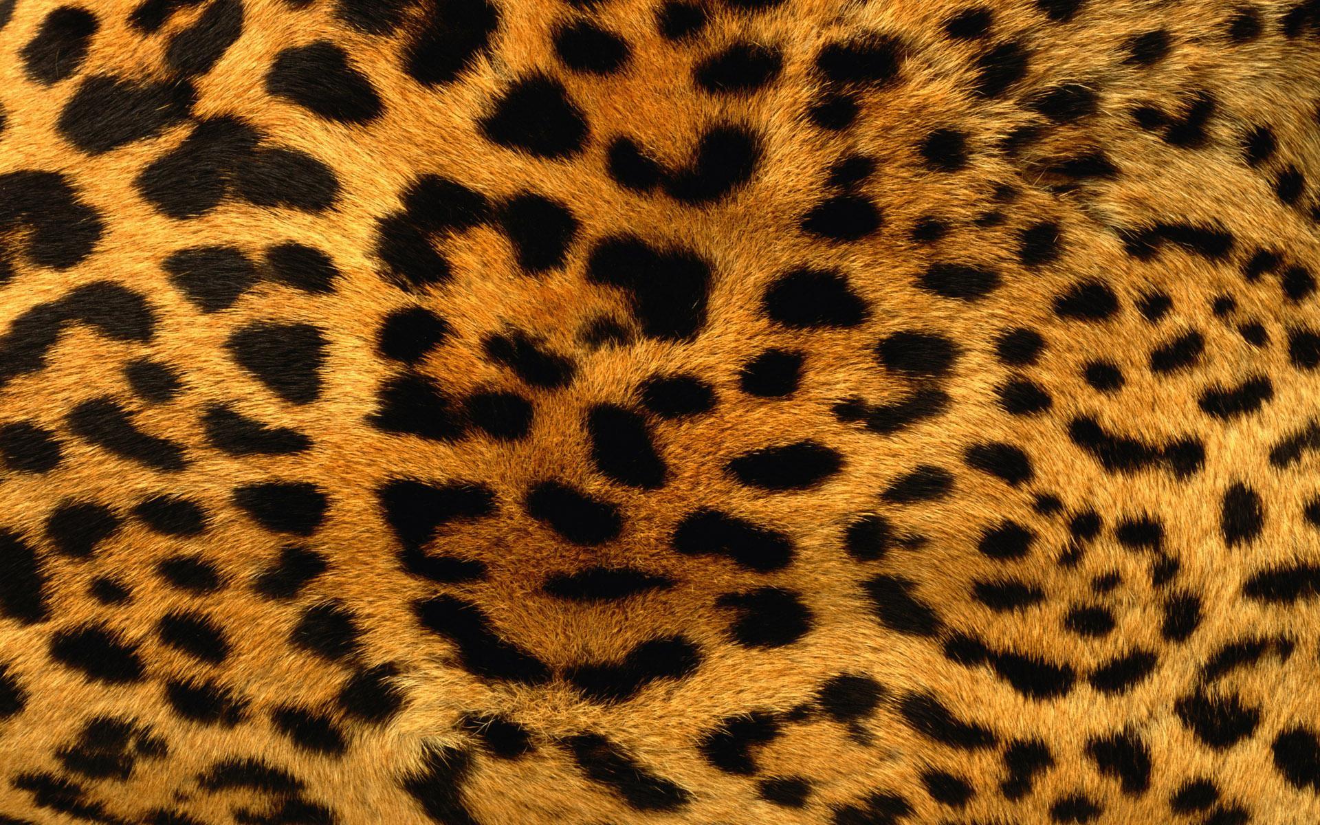 Leopard Skin HD desktop wallpaper : Widescreen : High Definition ...