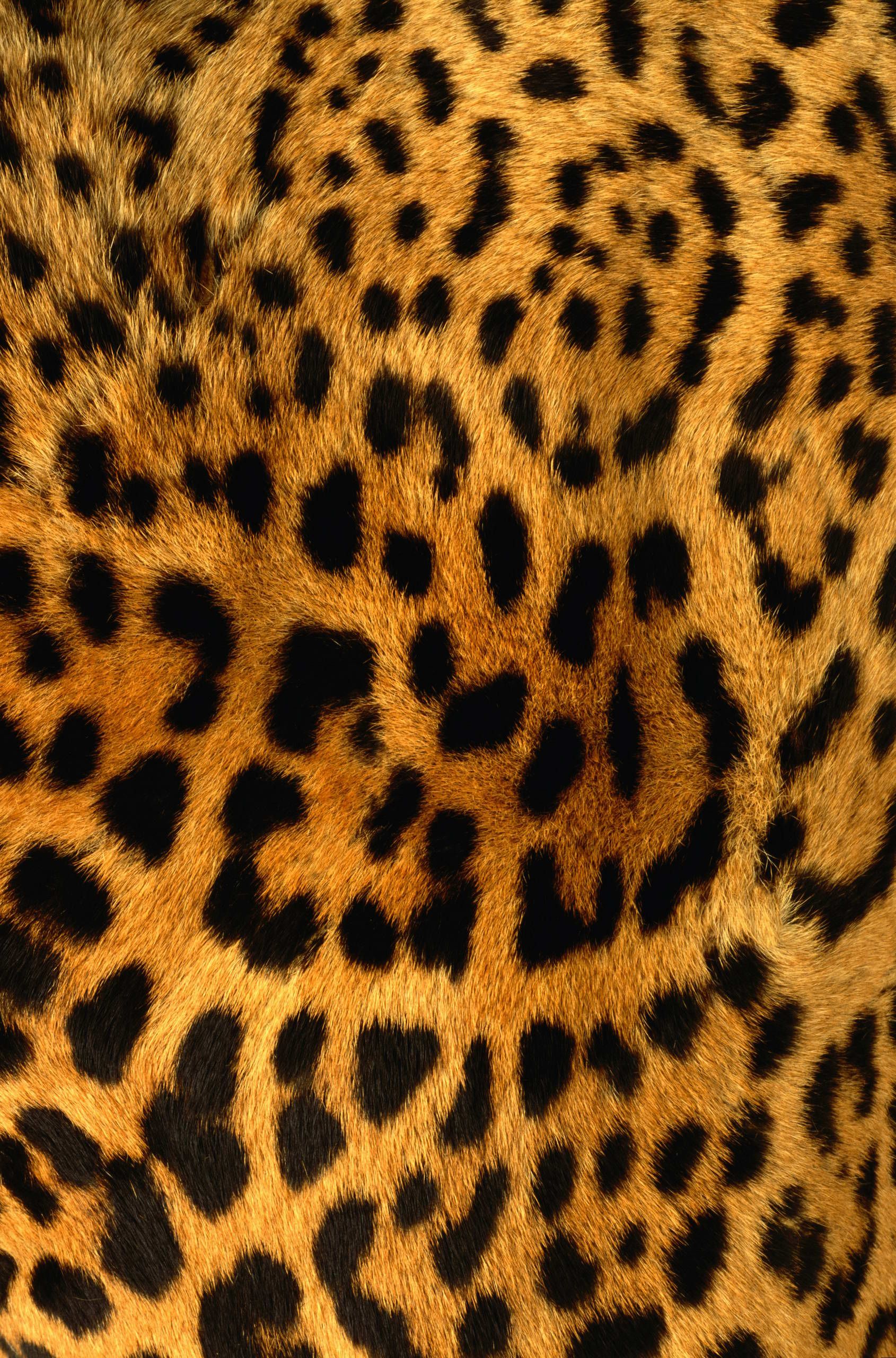 Leopard Skin Texture | Digital Fashion Illustration | Pinterest ...