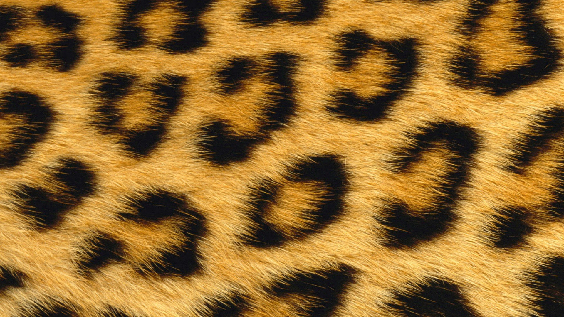 Leopard Skin Wallpapers 4 - 1920 X 1080 | stmed.net