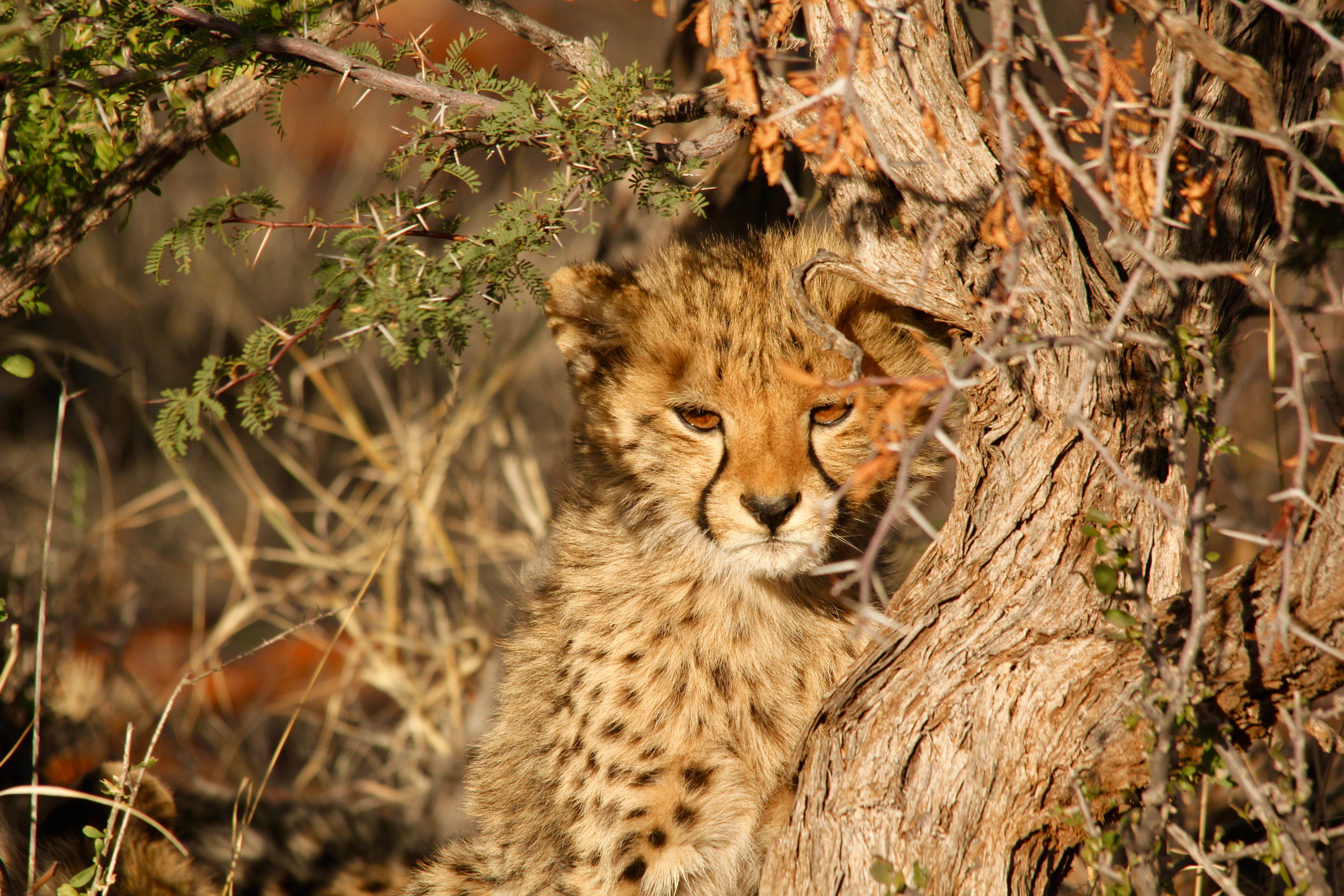 Leopard, Animal, Cheetah, Fast, Fierce, HQ Photo