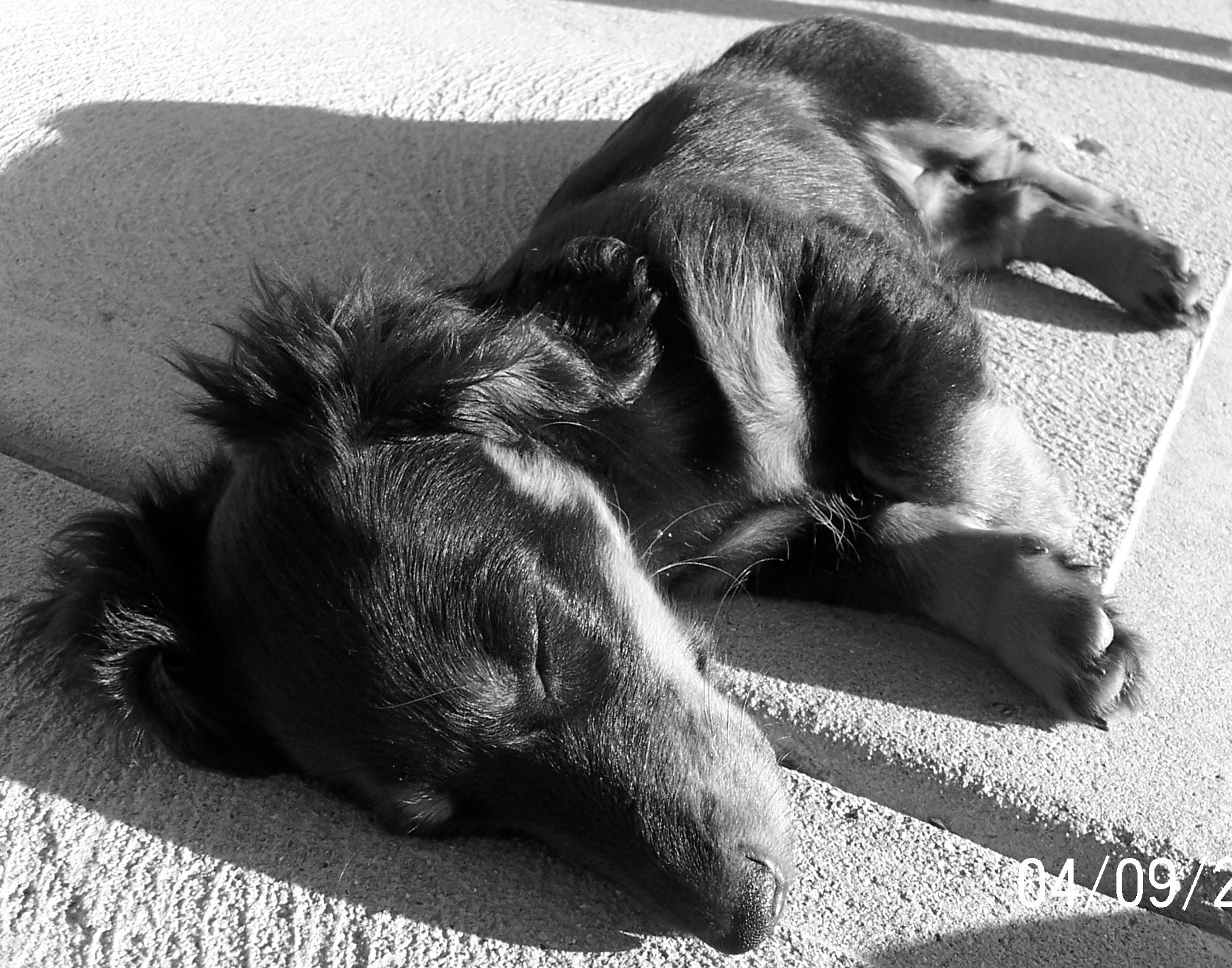 Let sleeping dogs lie photo