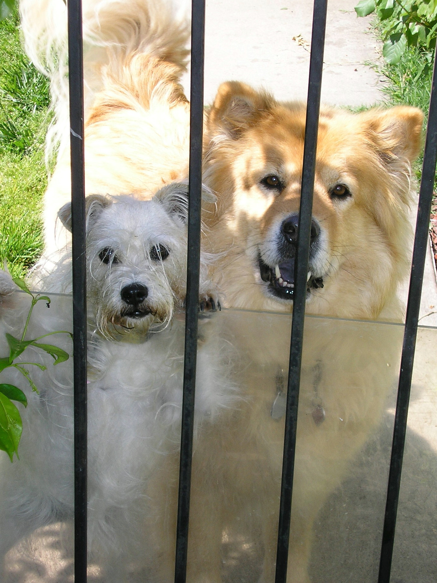 Let Us Out, Animals, Bars, Bspo06, Dogs, HQ Photo