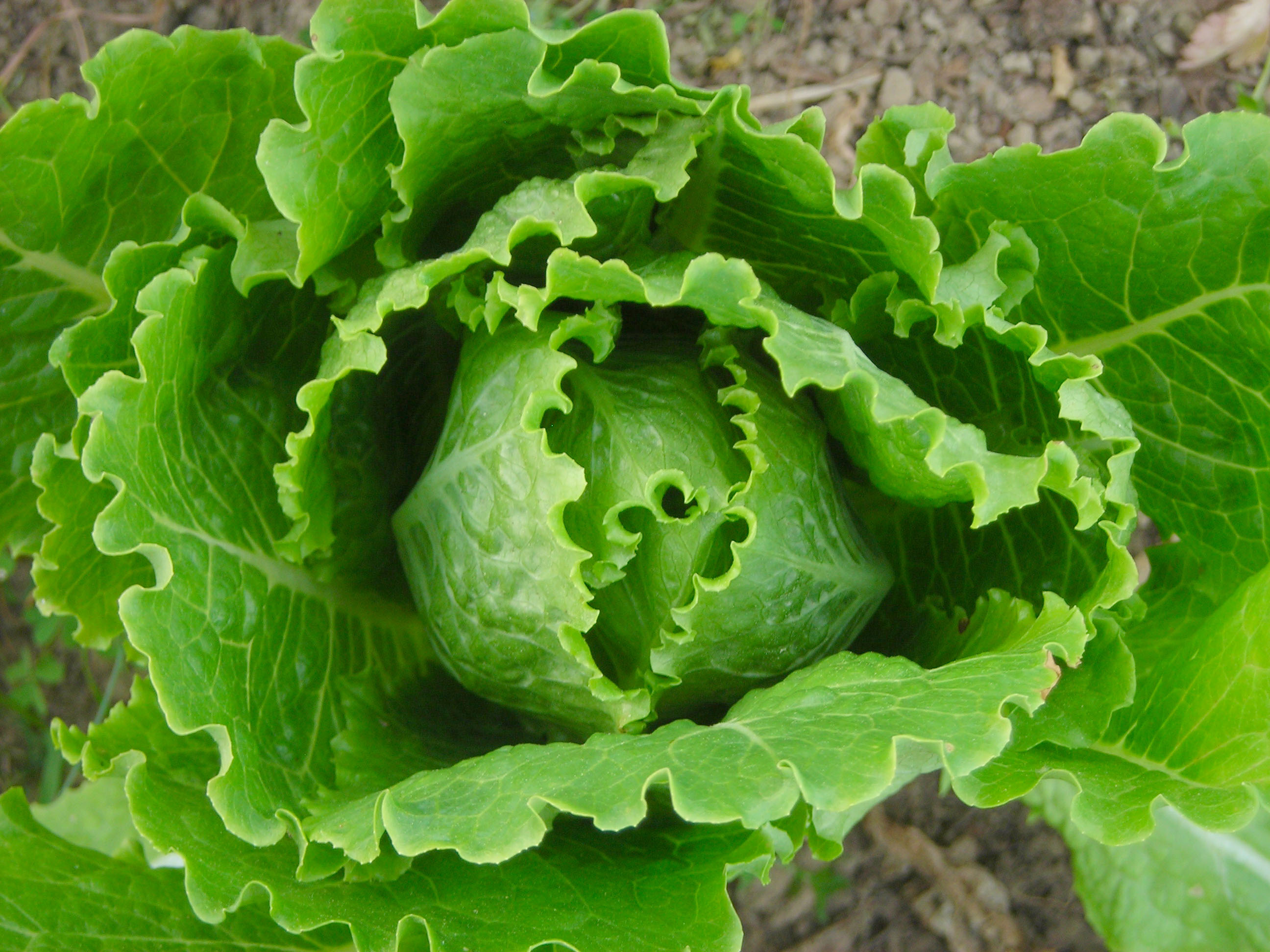Cosmo Romaine Lettuce, 0.5 g : Southern Exposure Seed Exchange ...
