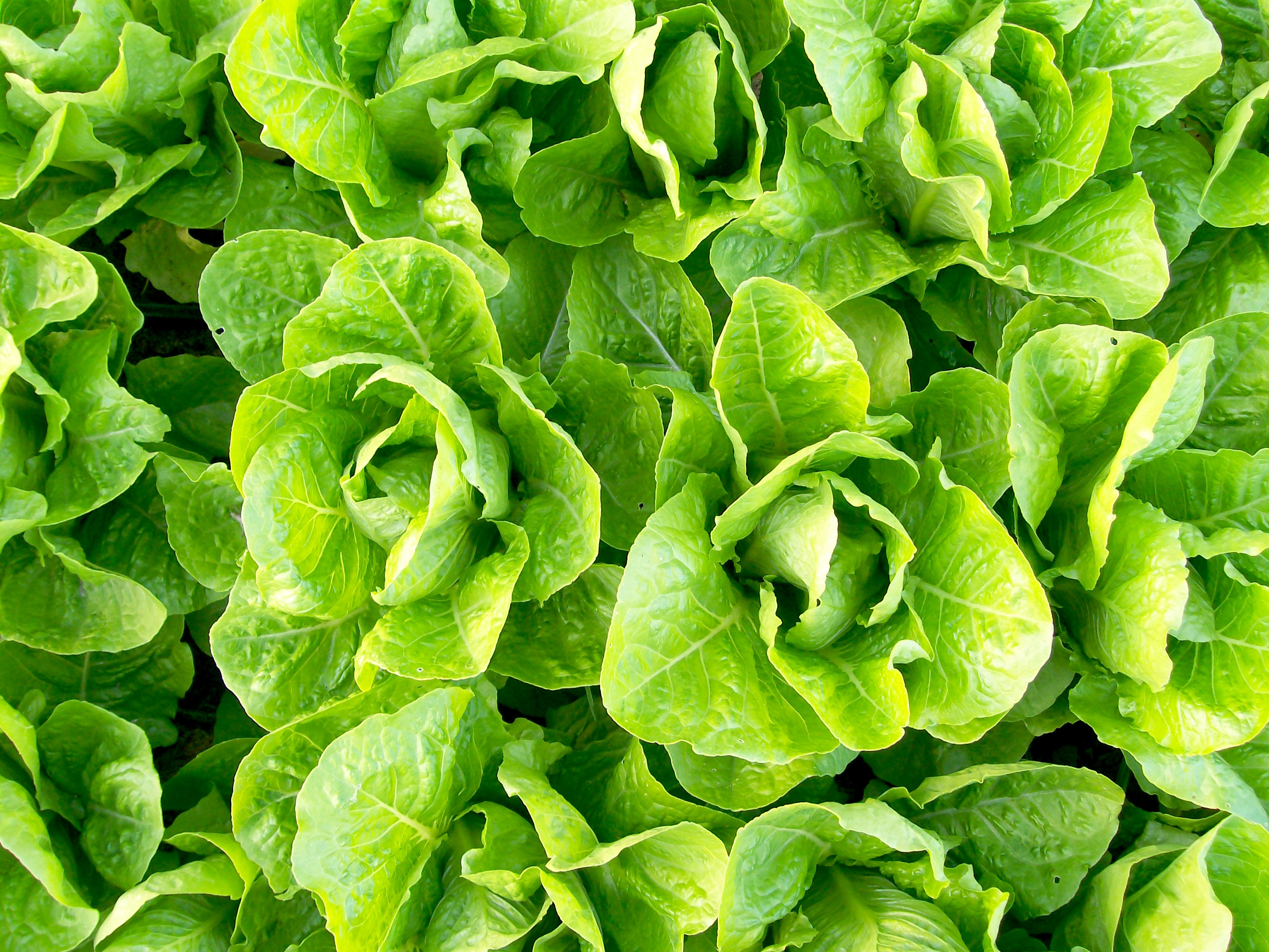 Jericho Romaine Lettuce, 0.5 g : Southern Exposure Seed Exchange ...
