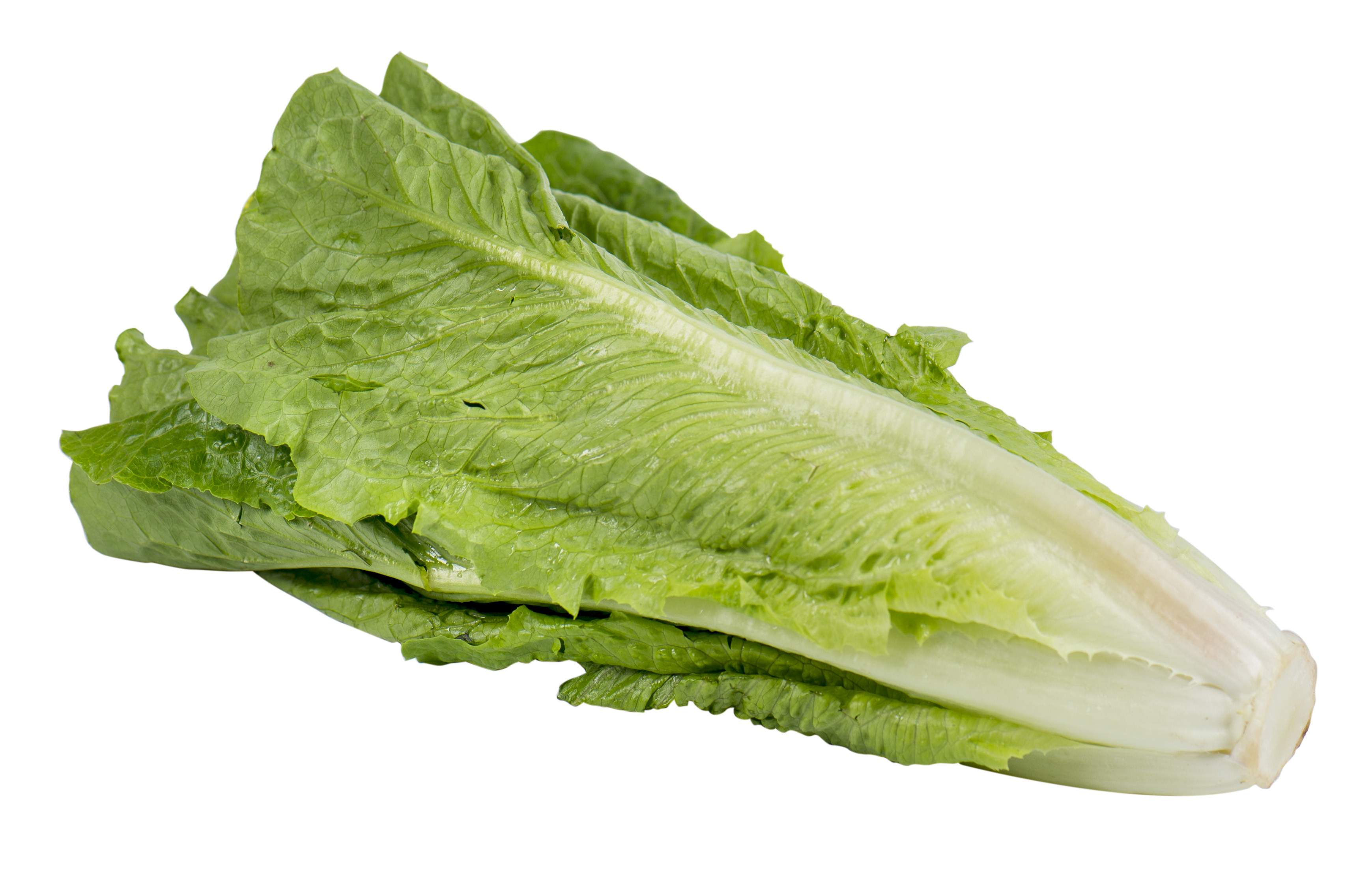 Romaine lettuce linked to E.coli outbreak, including one case in ...