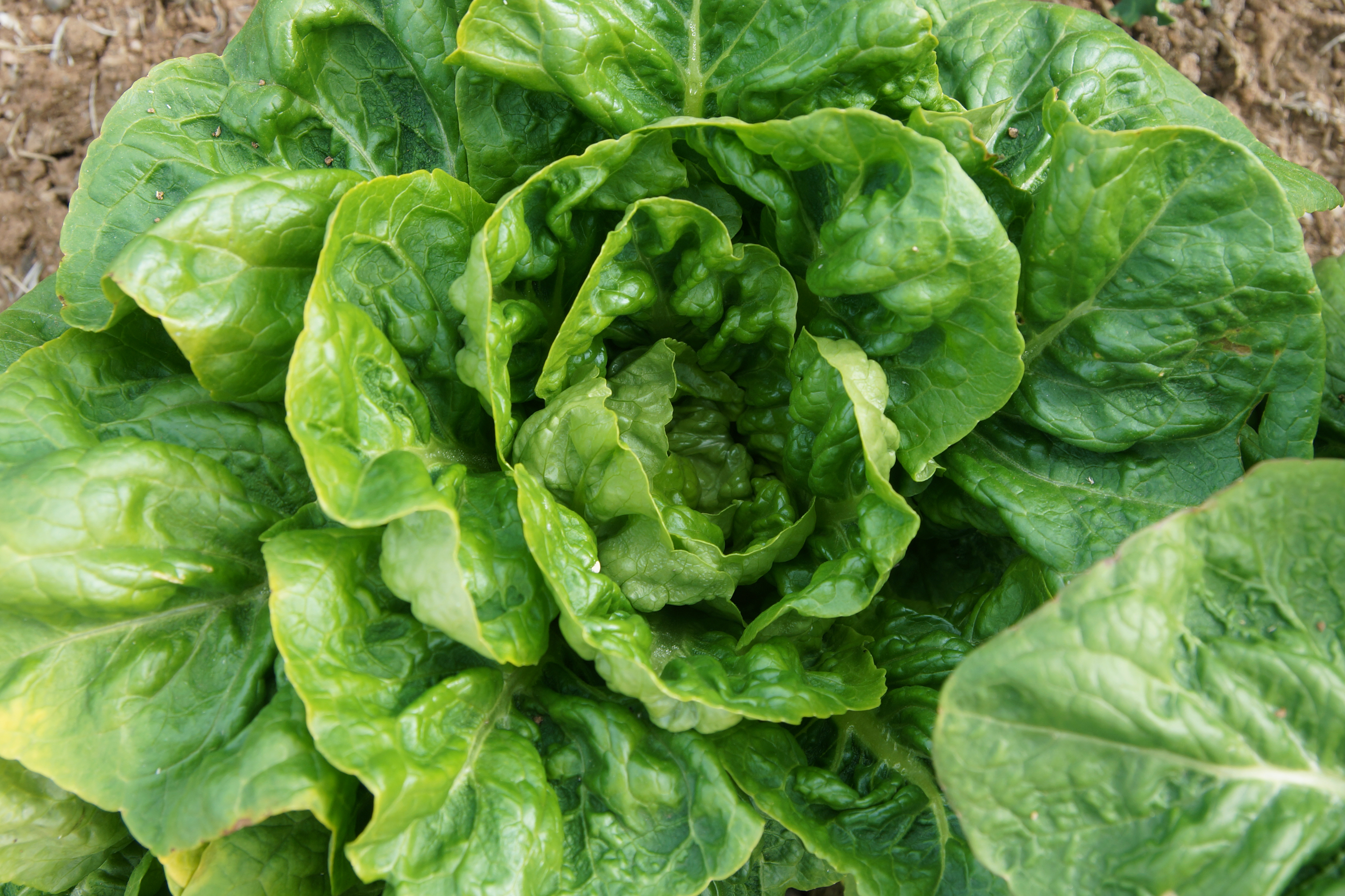 How to Freeze Lettuce Leaves | LIVESTRONG.COM