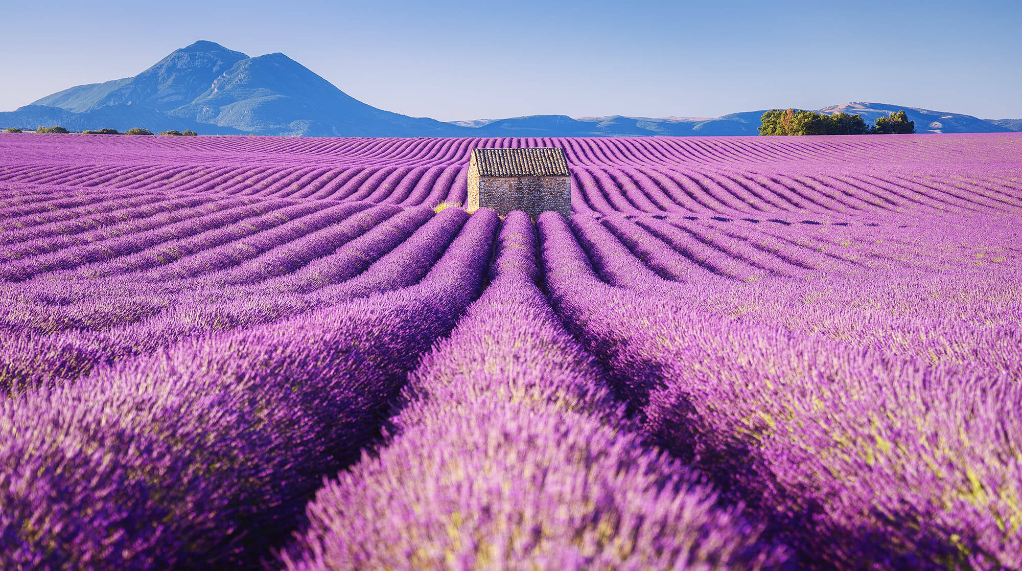 Stunning Pictures of Lavender Fields – Fubiz Media