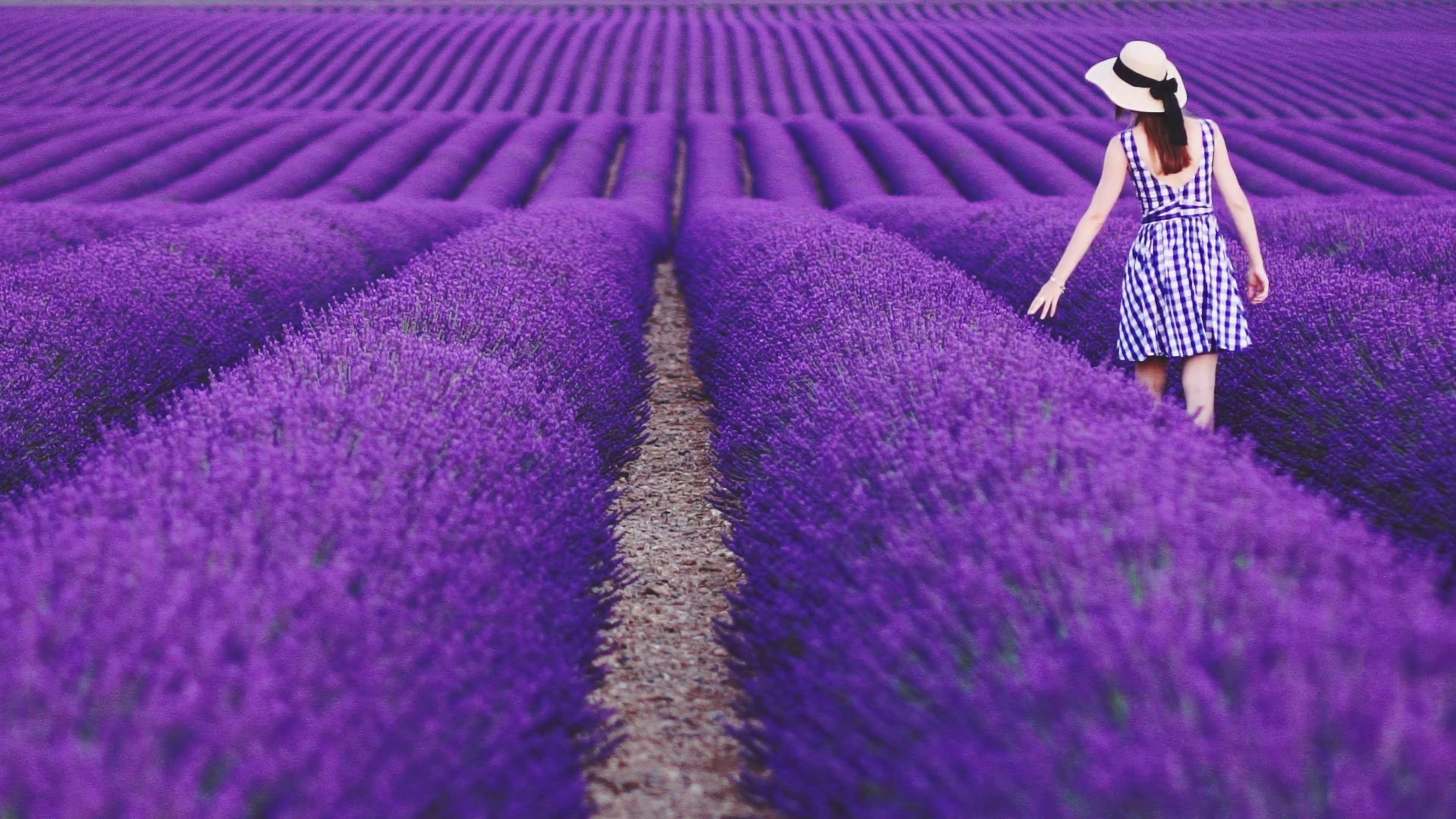 Woman Walking in an Endless Lavender Field. SLOW MOTION 120 FPS ...