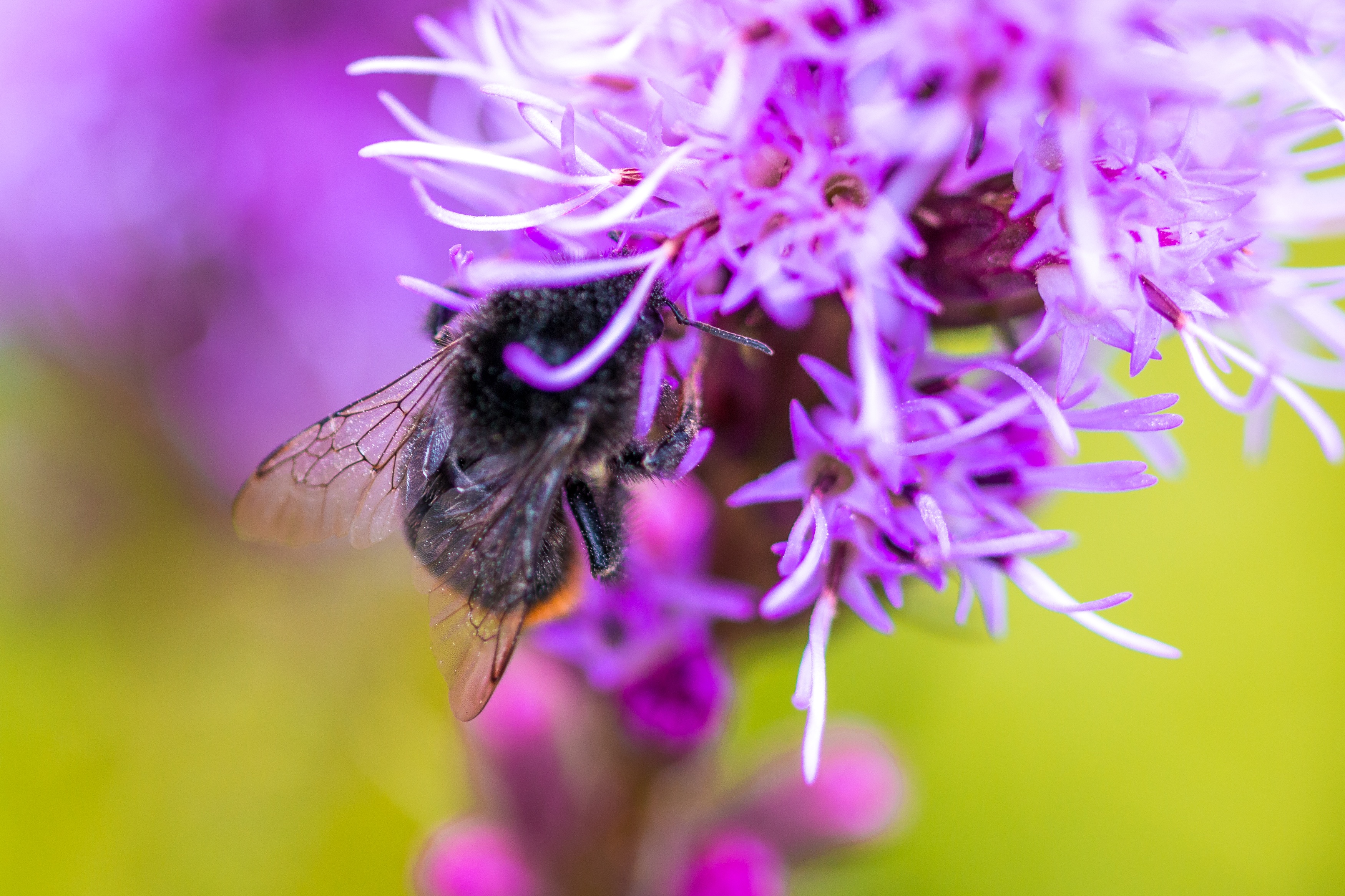 Фиолетовые Цветы Для Пчел
