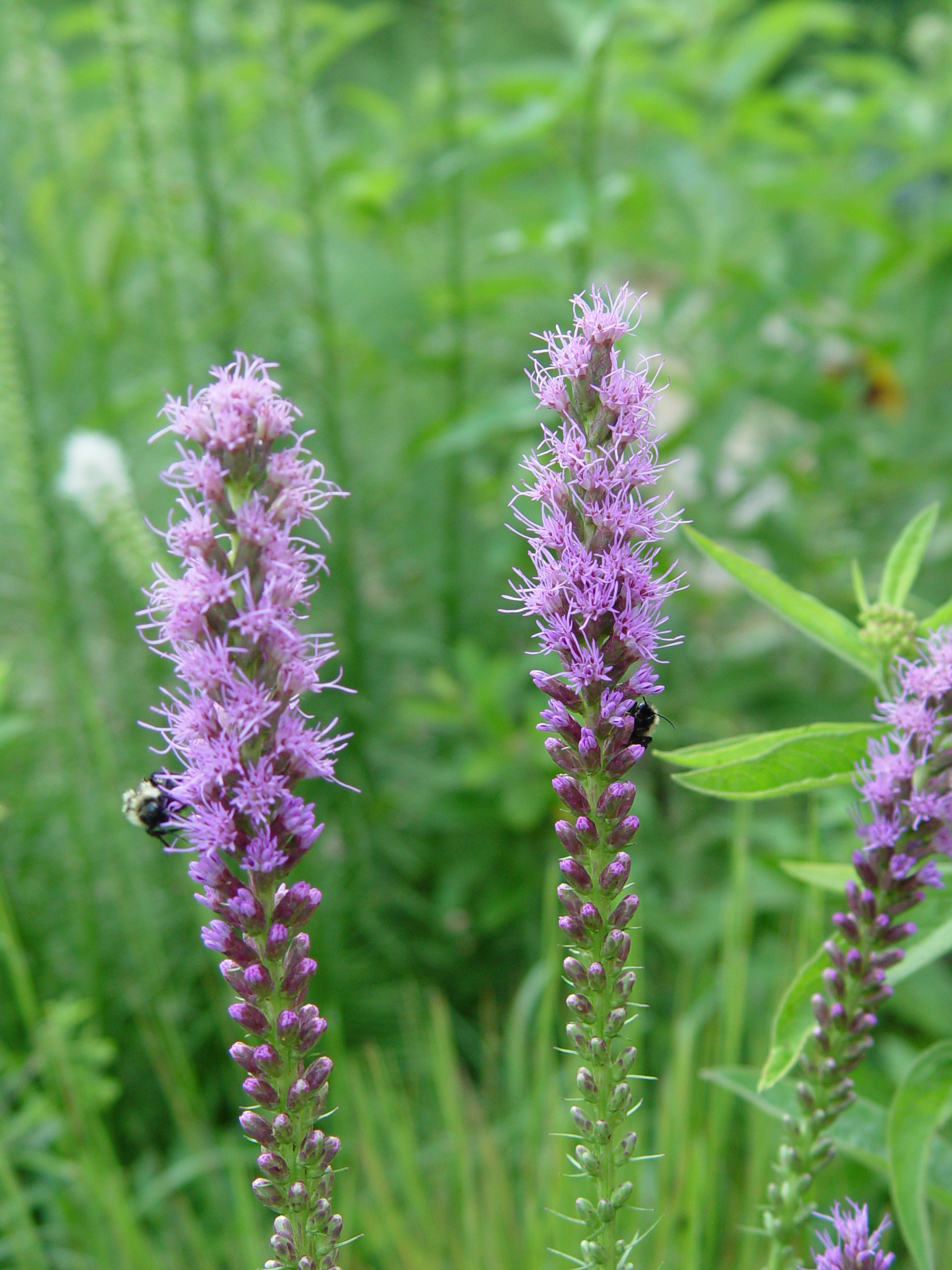 Liatris spicata – Blazing Star – The Anther's Promise
