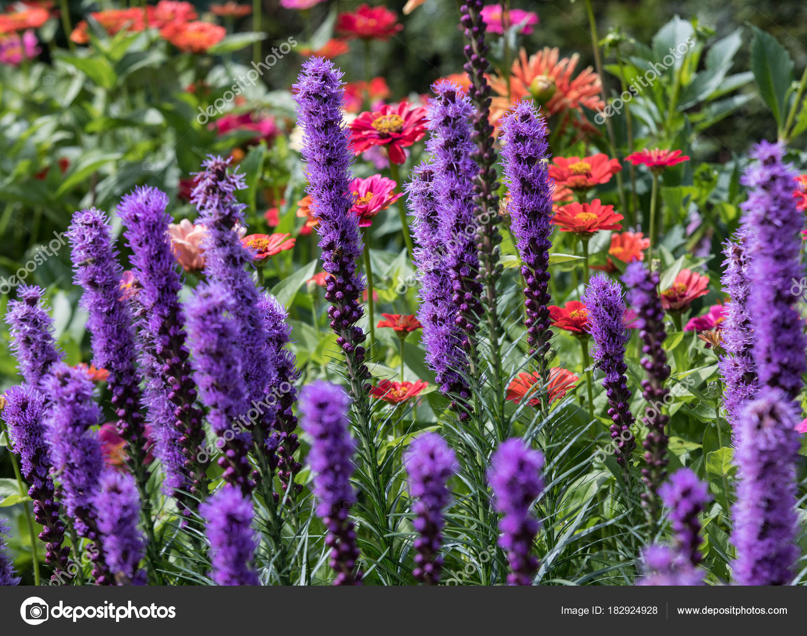 Liatris Spicata Flowers Summer Garden — Stock Photo © wjarek #182924928
