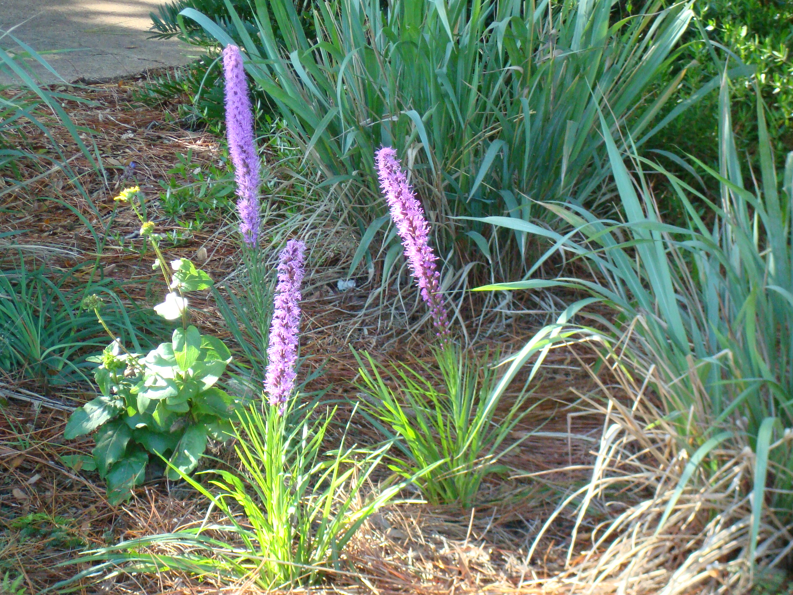 Liatris spicata in bloom - Wilcox Nursery