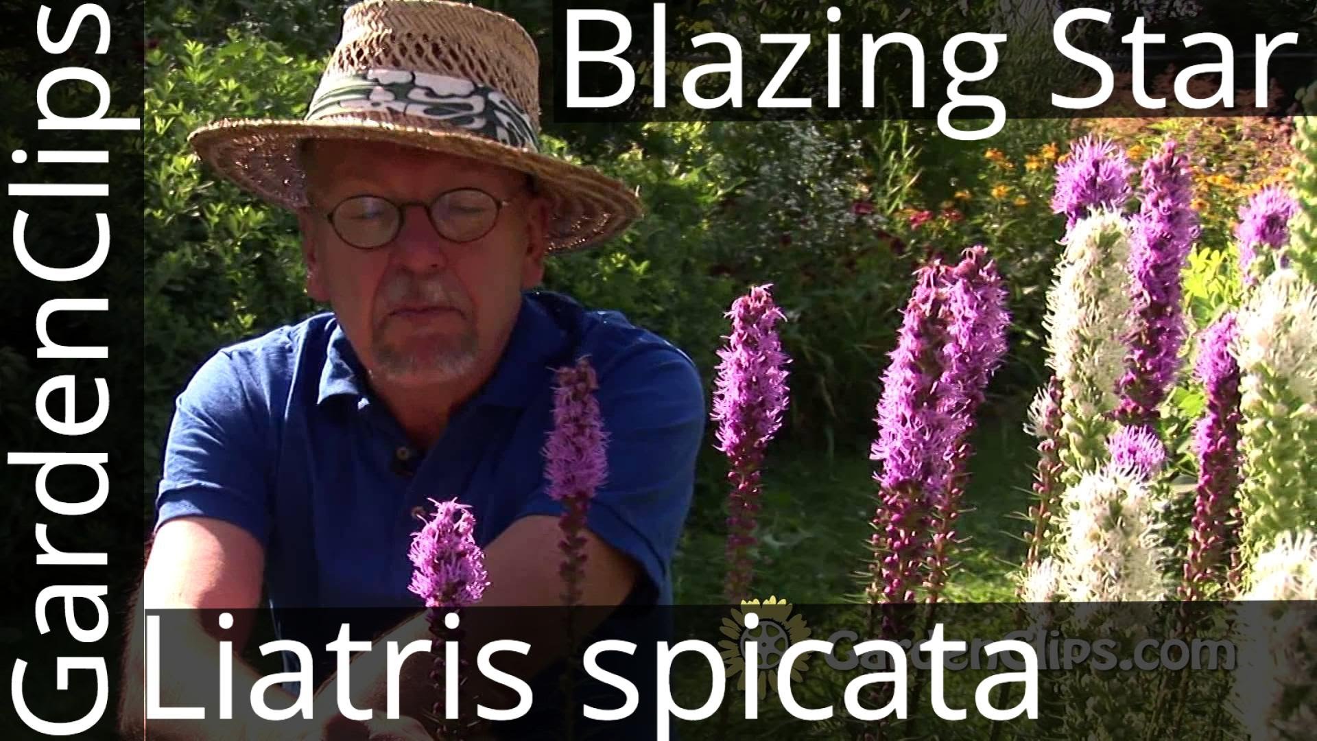 Liatris spicata - Gayfeather or Blazing Star - How to grow Liatris ...