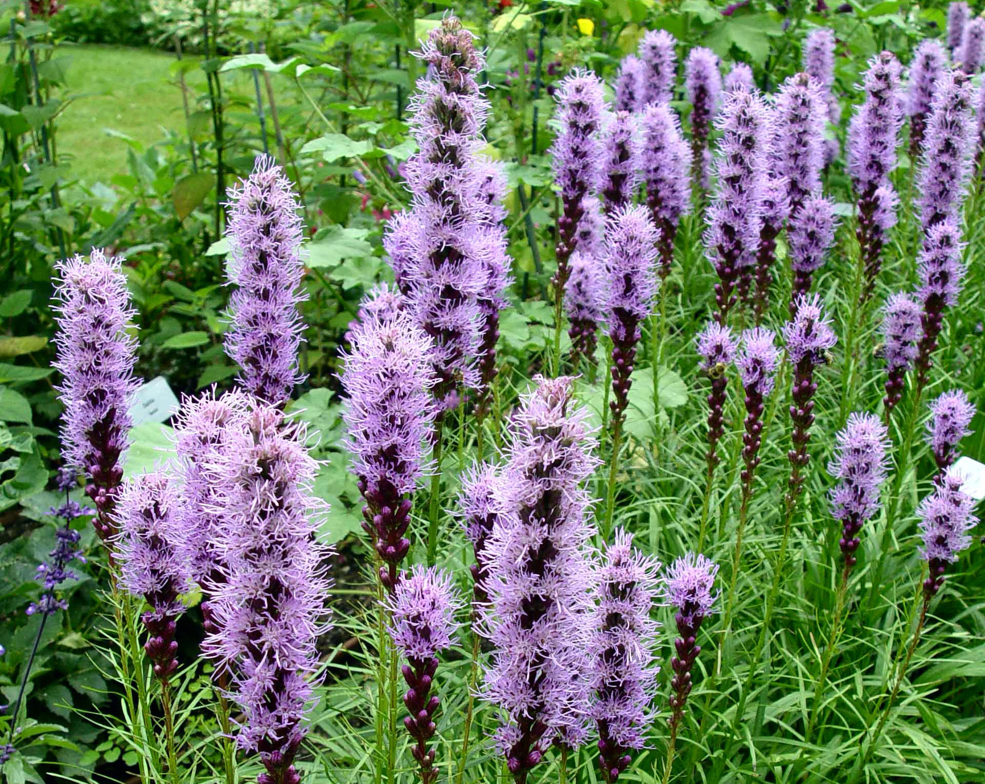 Looking for a July-blooming native flower? Try gayfeather: George's ...