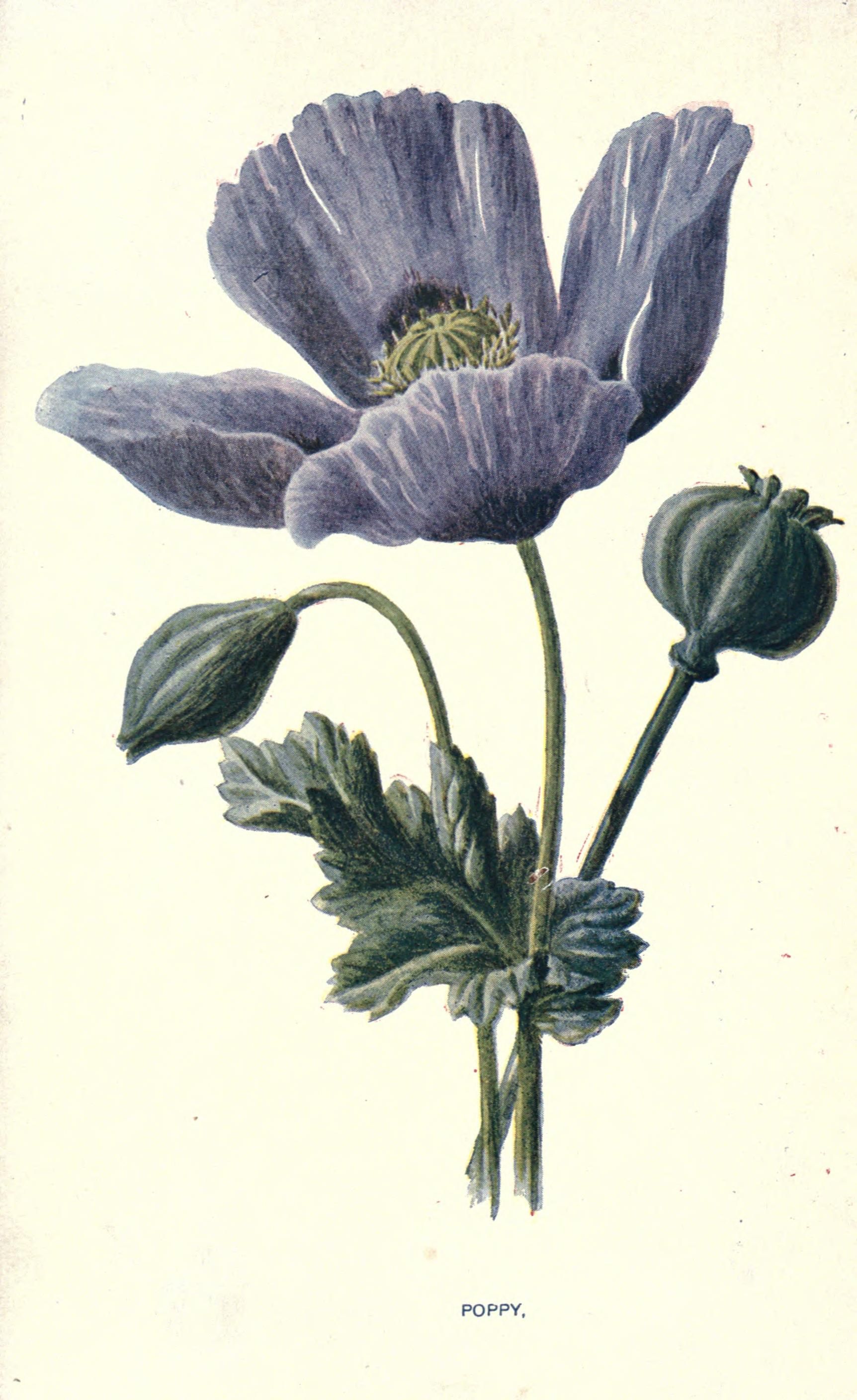 Familiar garden flowers London ;Cassell,1907. Biodiversitylibrary ...