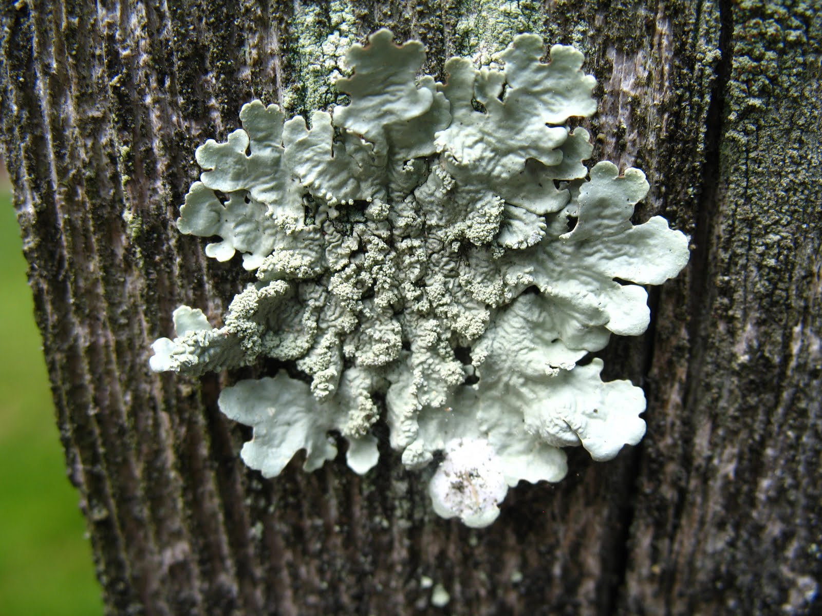 Science Minus Details: What is Lichen? Why is it so cool??