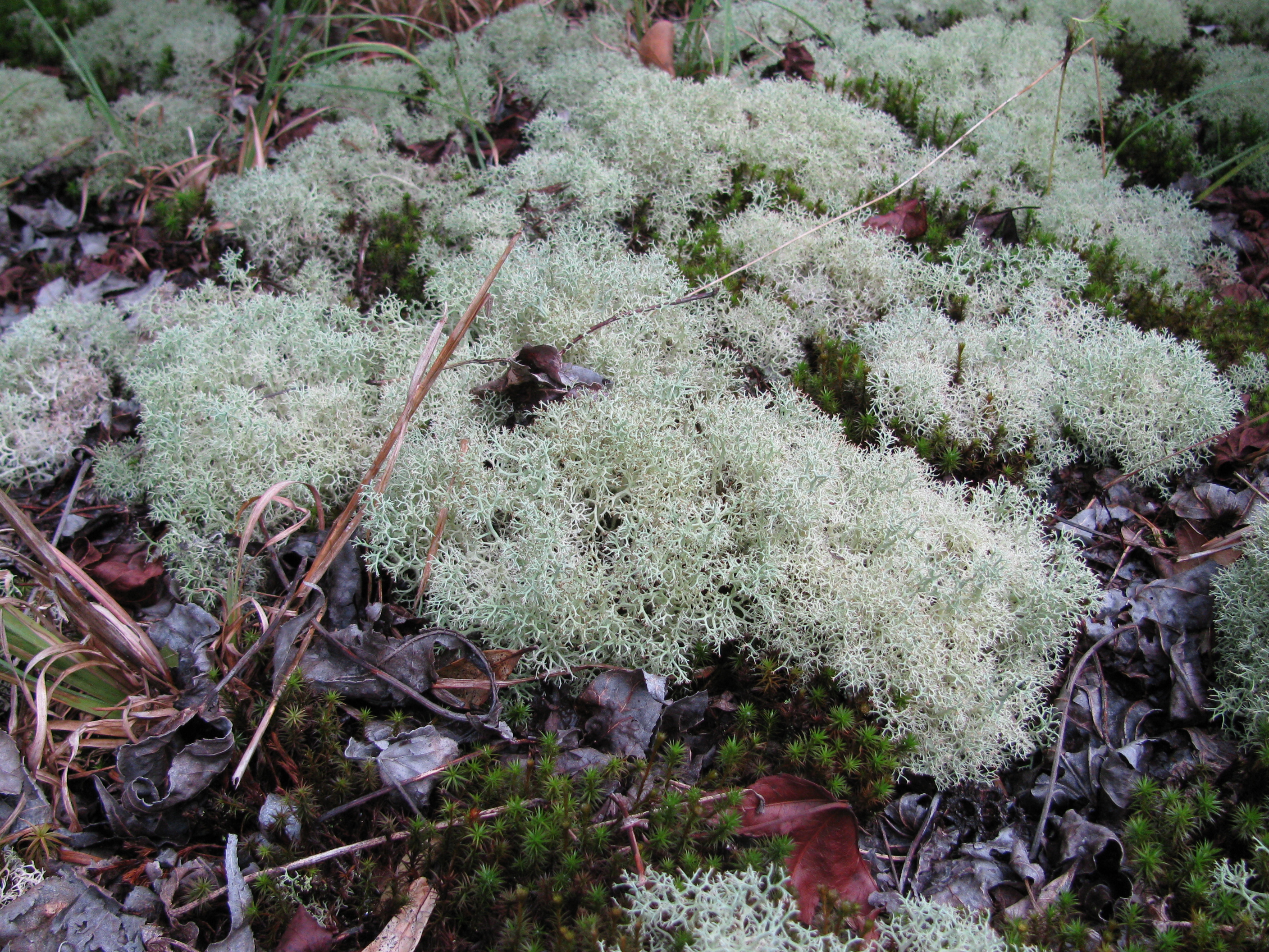 Wetland Plant Series: Lichens - Phinizy Center for Water Sciences