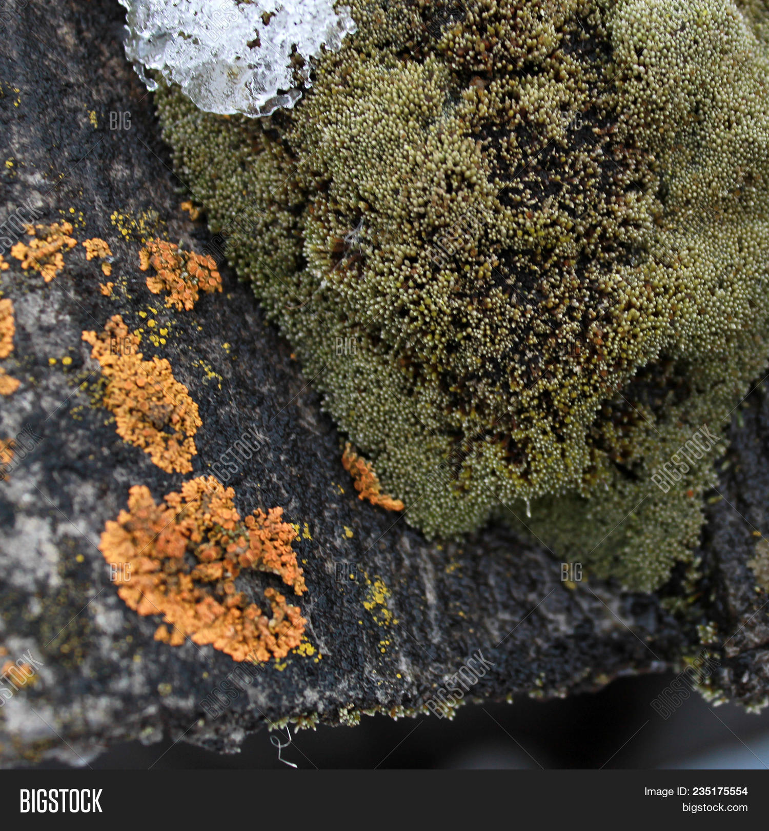 Lichen Moss Growing On Bark Tree. Image & Photo | Bigstock