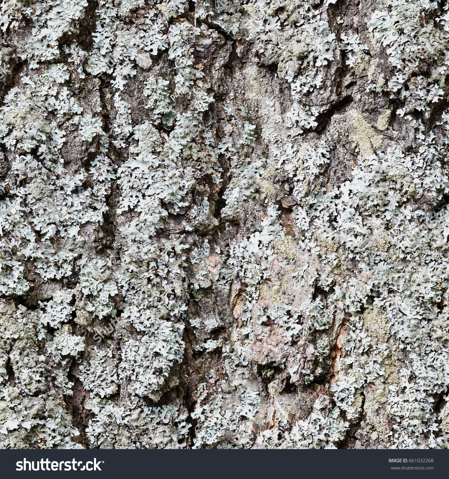 Seamless Texture Tree Bark Lichen Close Stock Photo 661032268 ...