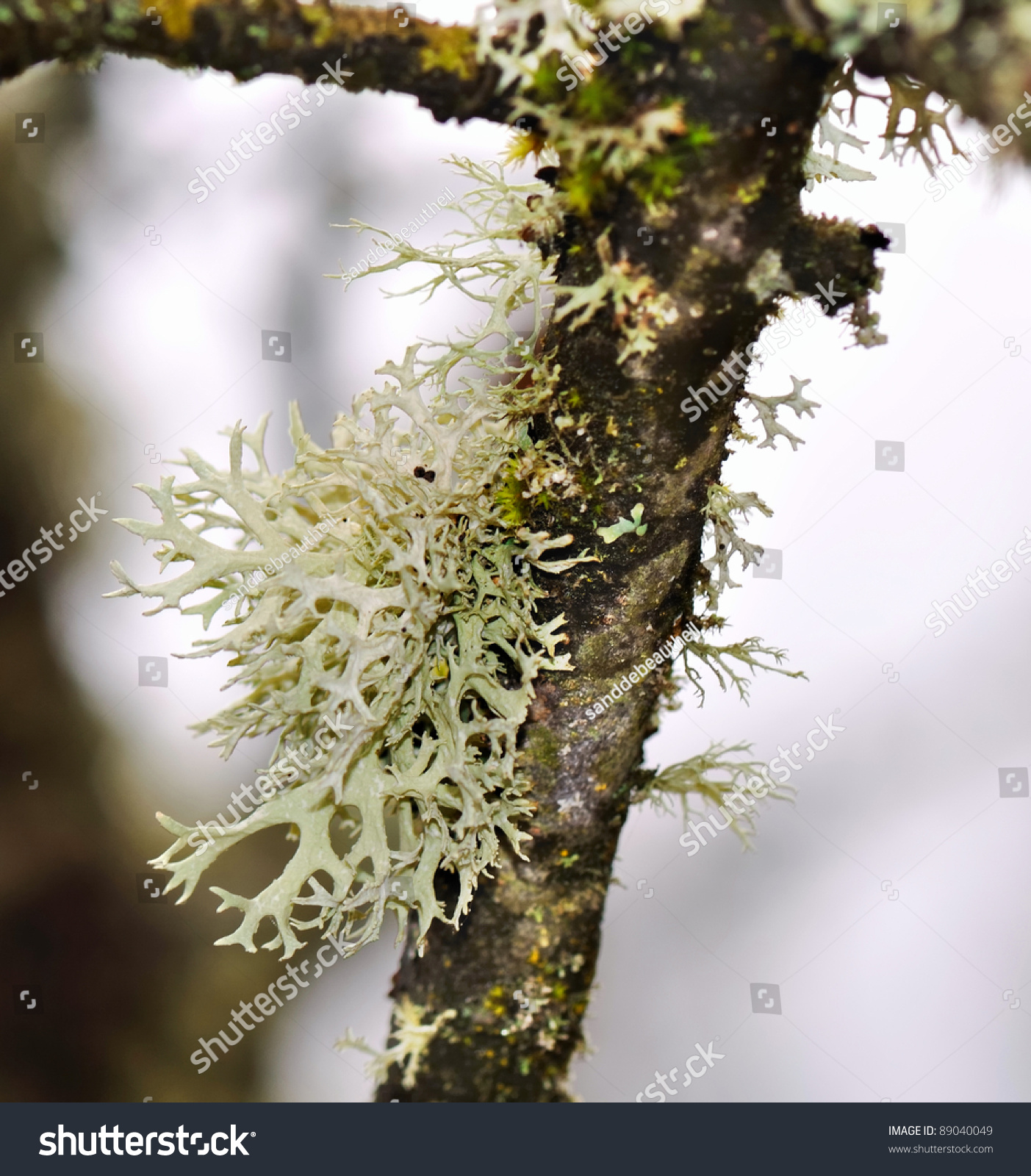 Closeup On Formation Lichen On Tree Stock Photo (Royalty Free ...