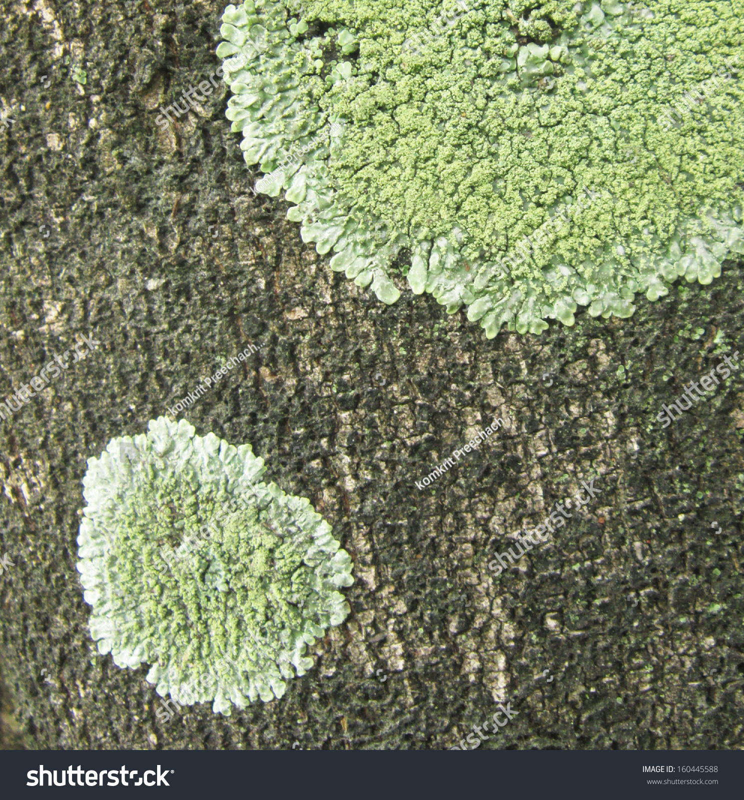 Closeup Algae Moss Lichen Growing On Stock Photo 160445588 ...