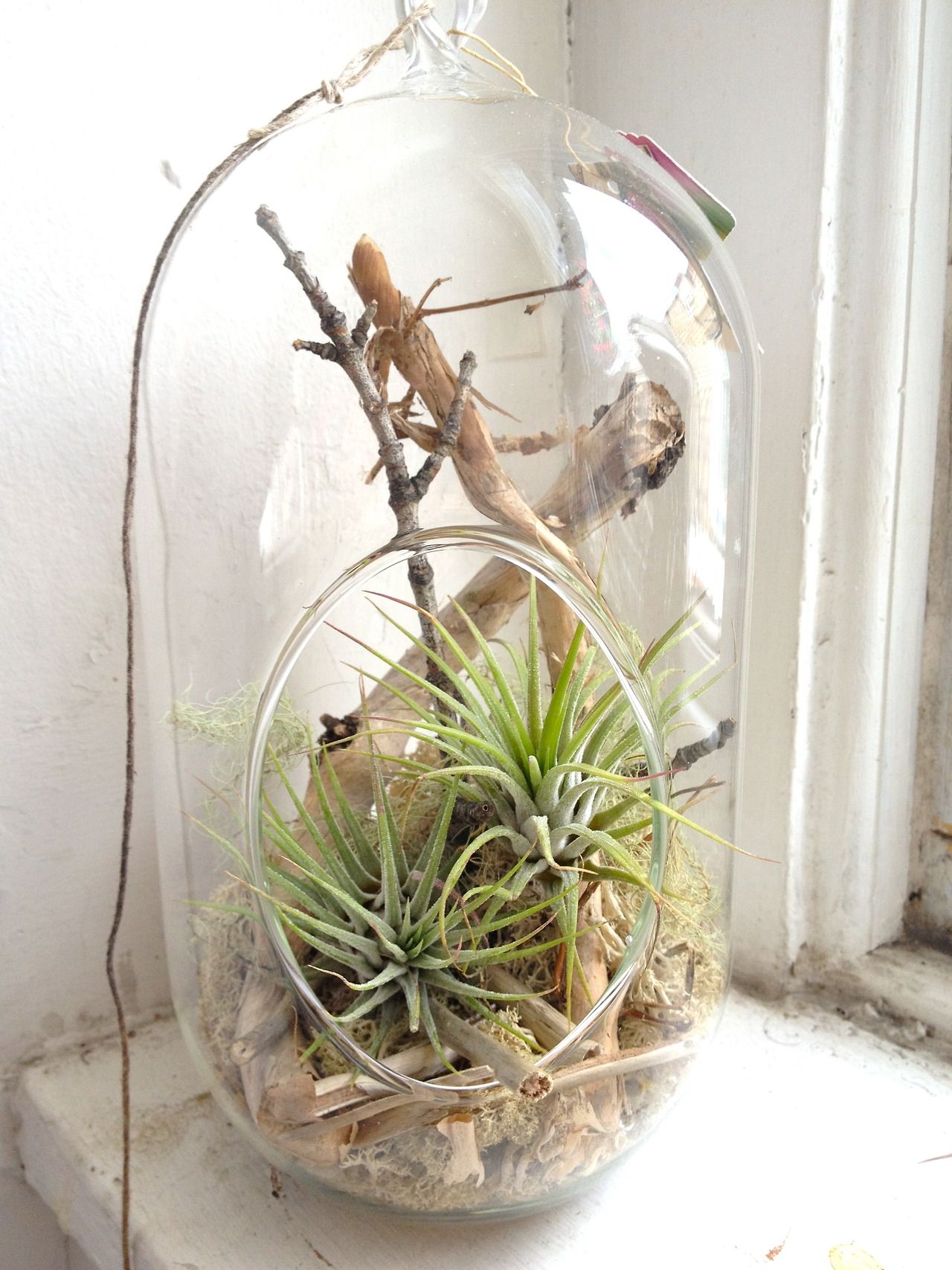 Tall Aerium with two ion rubra air plants, old man's beard lichen ...