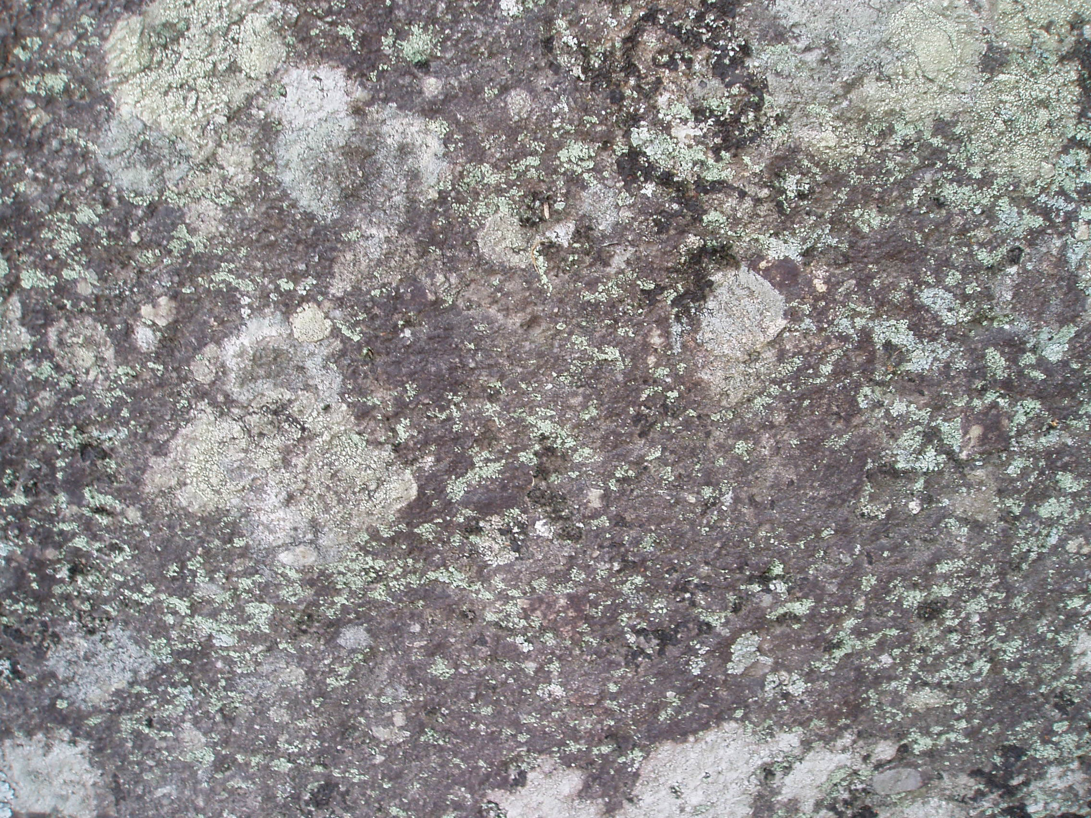 Stock: Lichen rock texture by AntiRetrovirus on DeviantArt