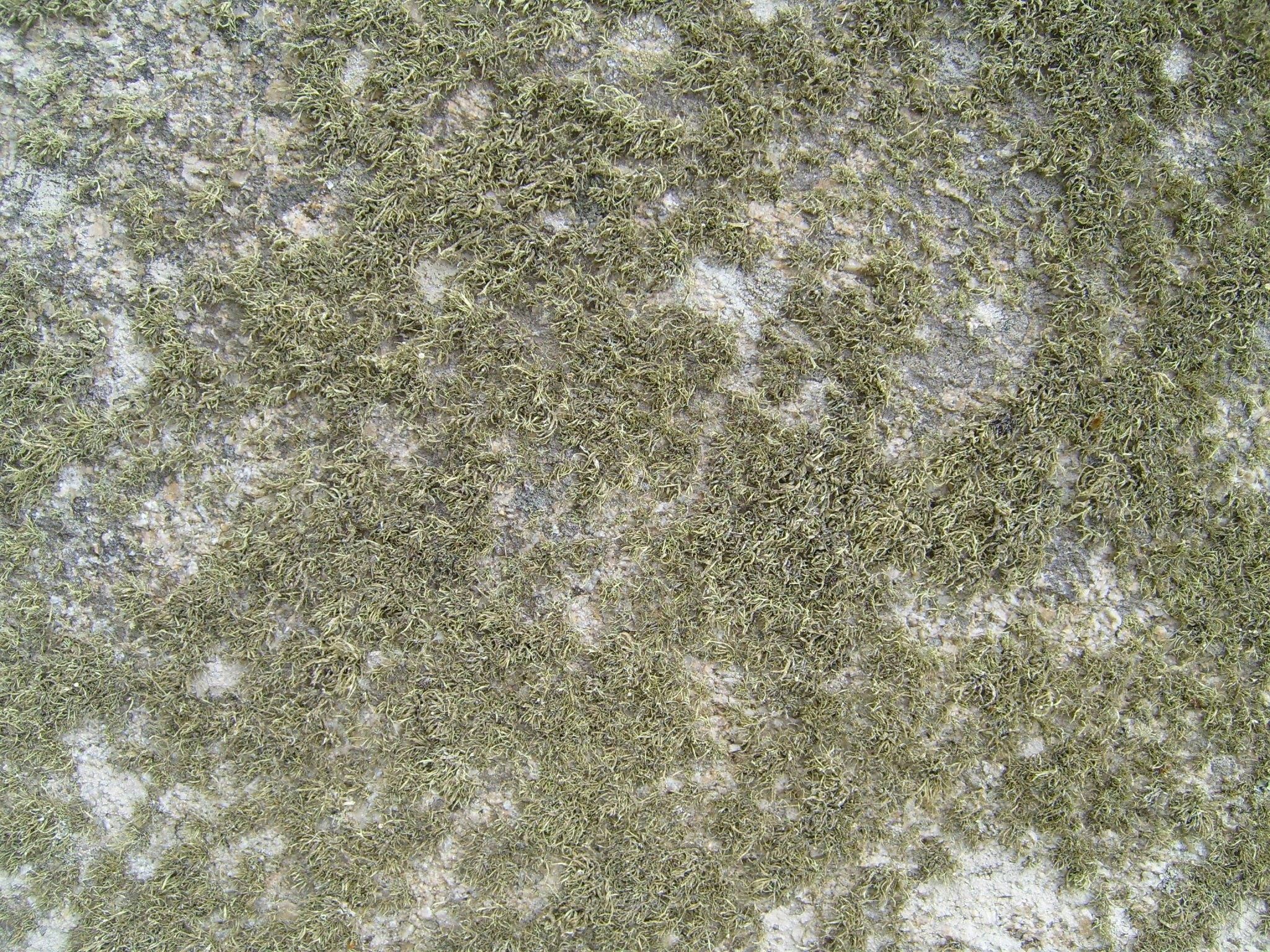 Free picture: granite, mossy, lichen