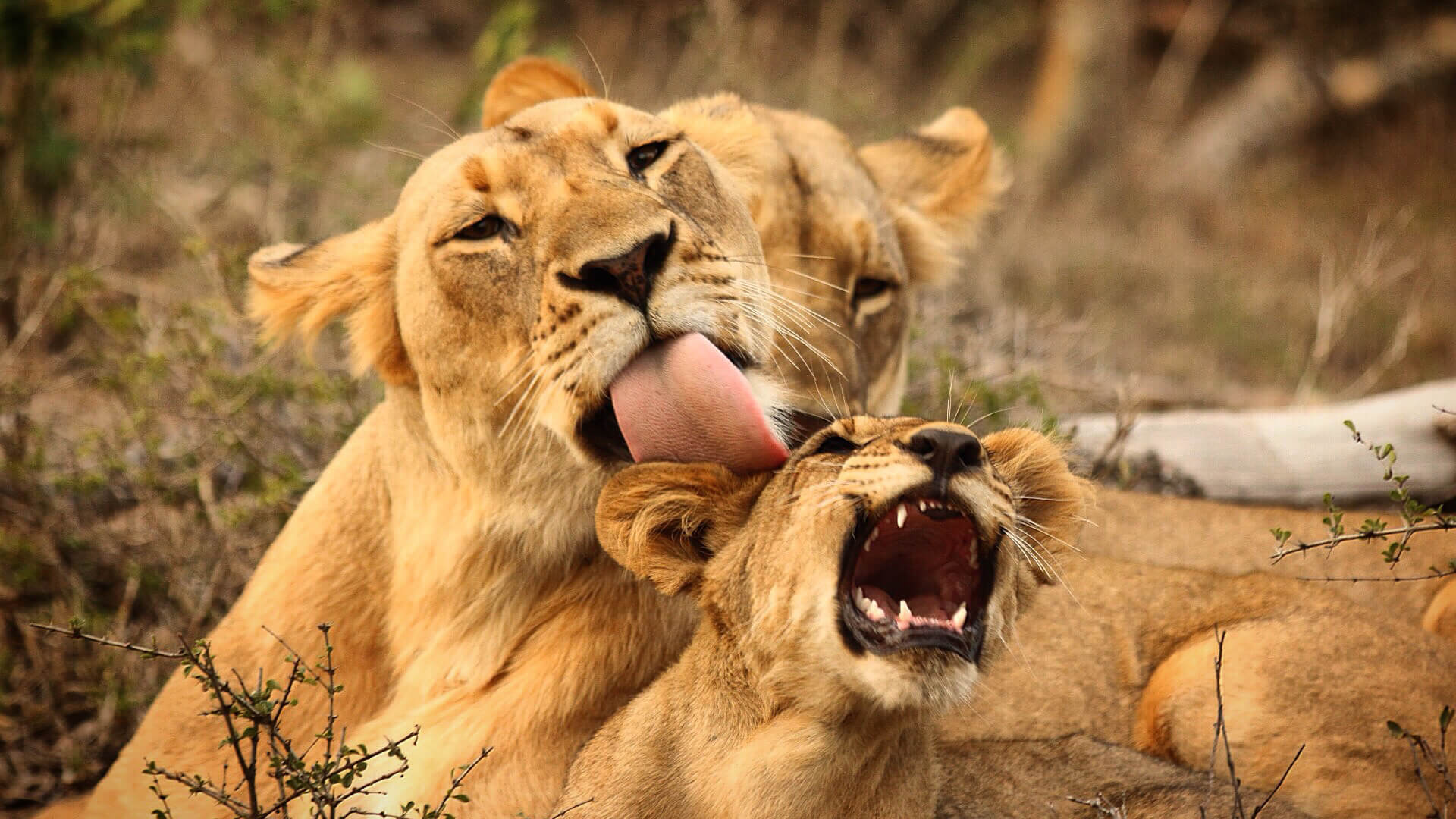 lioness-licking-cub-by-matt-yardley | Luxury African Safaris,South ...