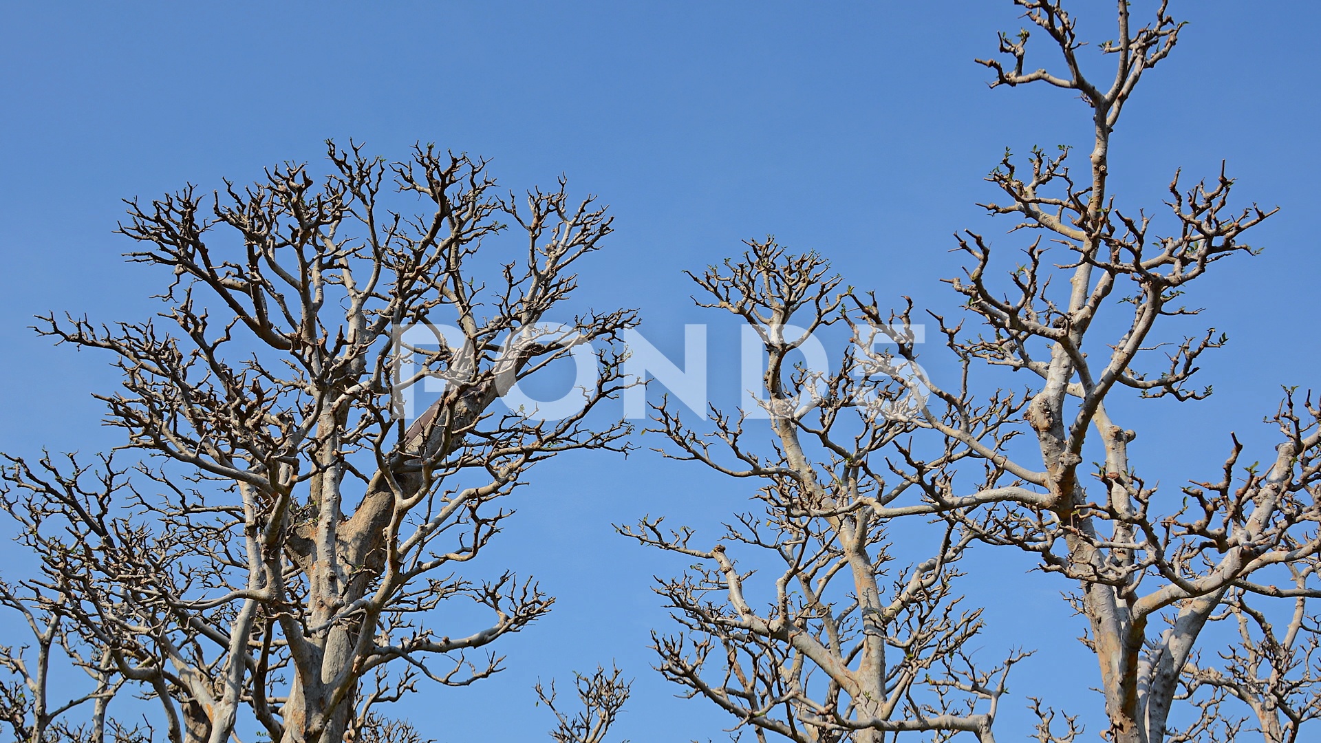 Lifeless Trunks and Branches of Trees against a Blue Sky ~ Clip ...