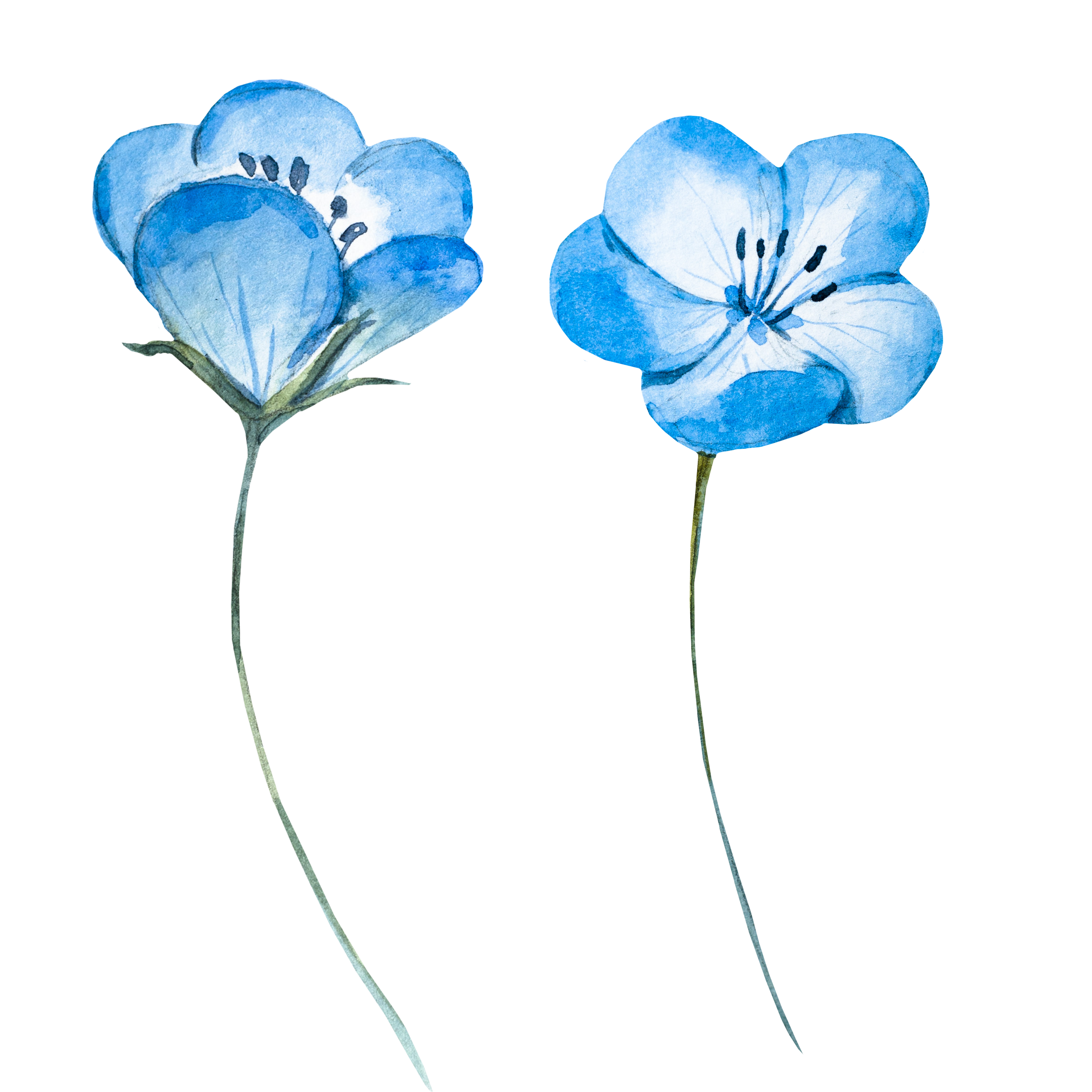 Watercolor painting Blue Flower - Light blue watercolor flowers 5000 ...