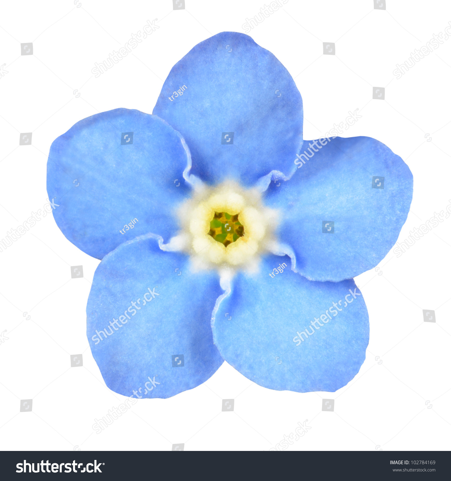 Royalty-free Forget-me-not Light Blue Flower… #102784169 Stock Photo ...