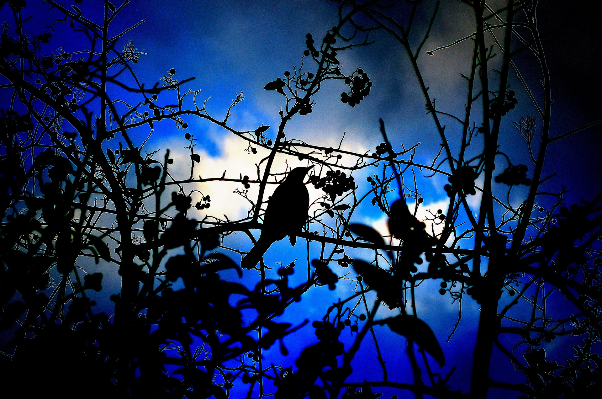 Silhouette Of Bird-light Effects Free Stock Photo - Public Domain ...