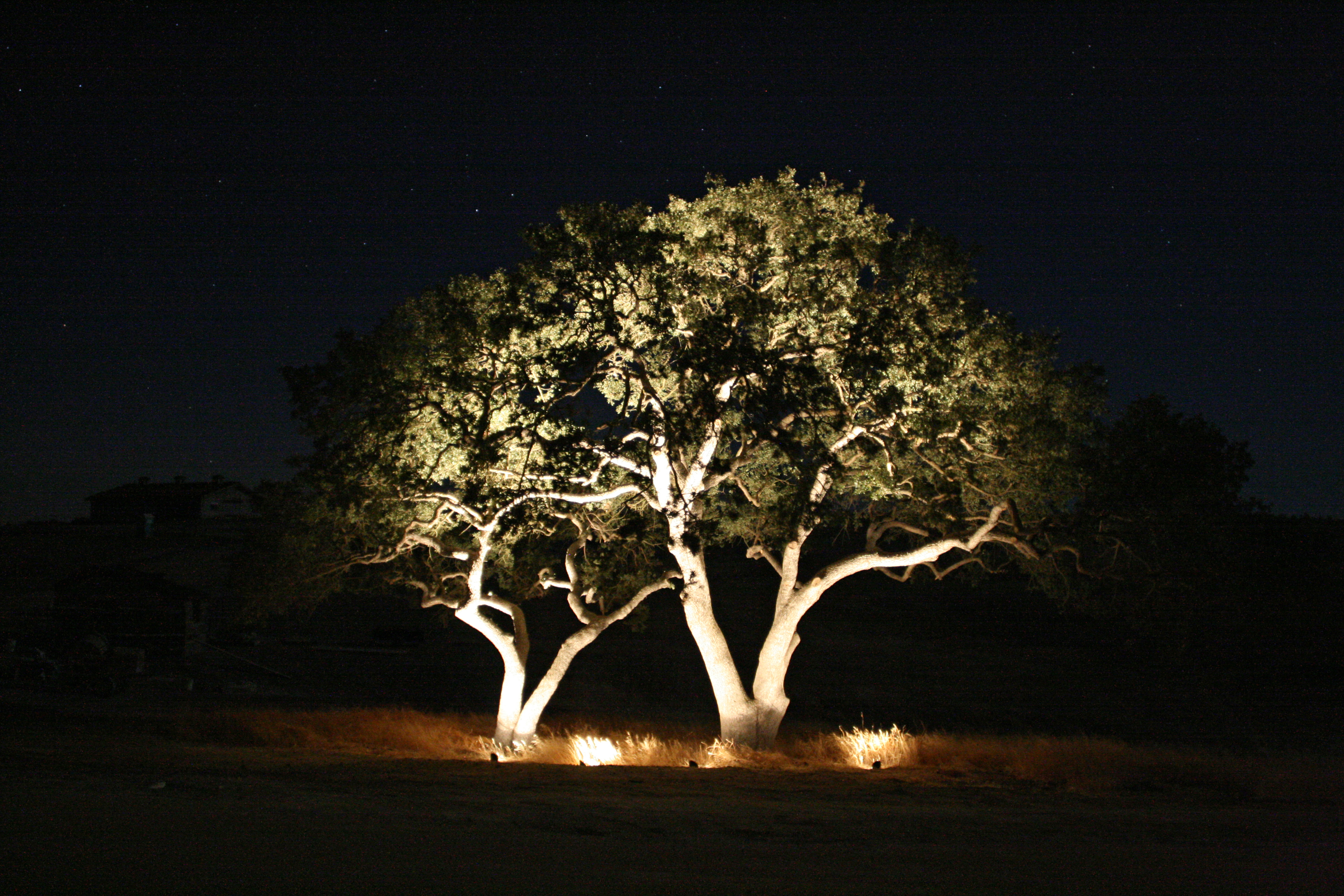 Lighting tree photo