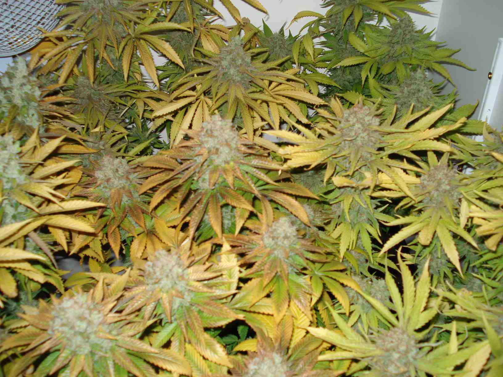 Sensi > Cannabis Forum: White label northern lights harvest?