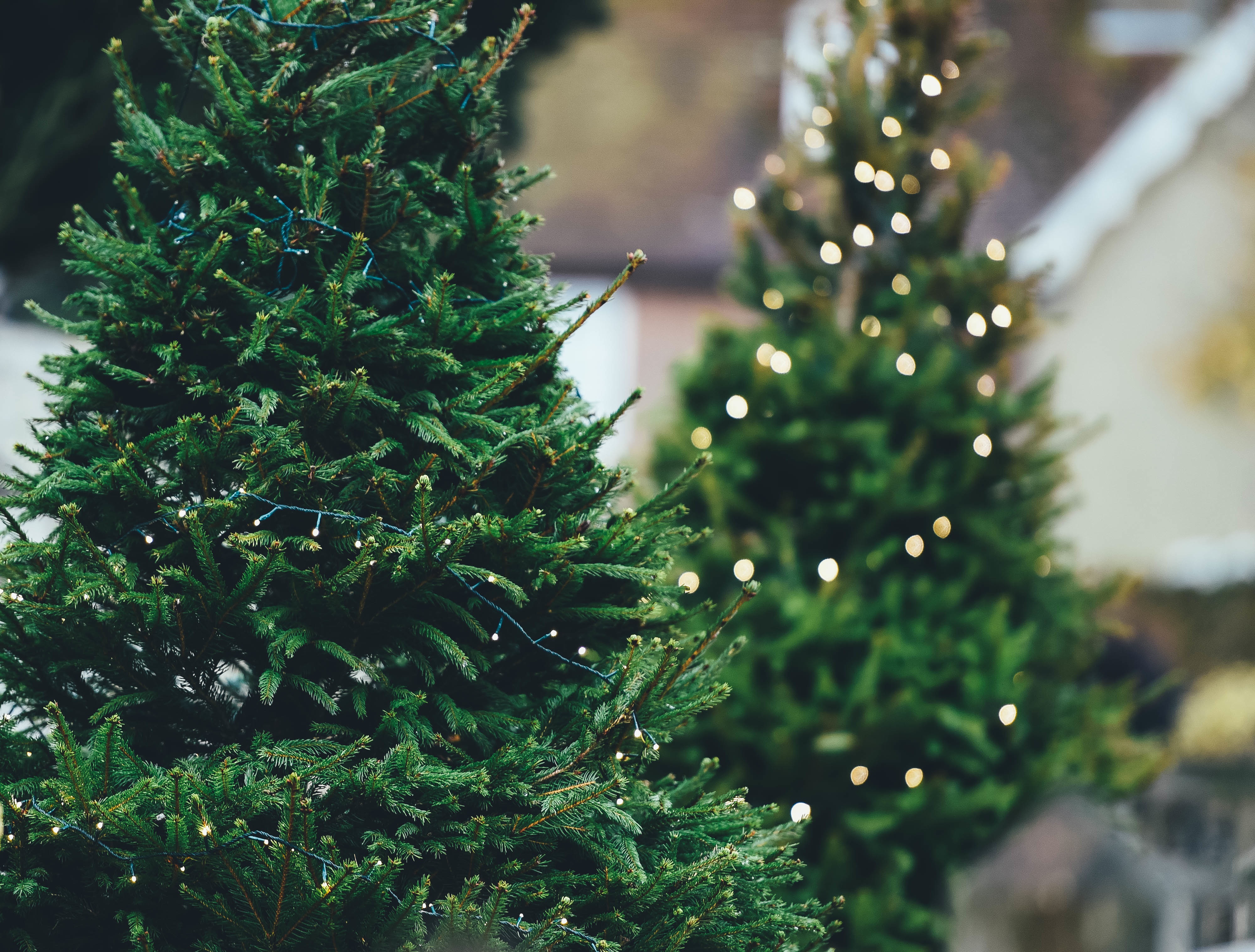 Lights, pine trees for christmas