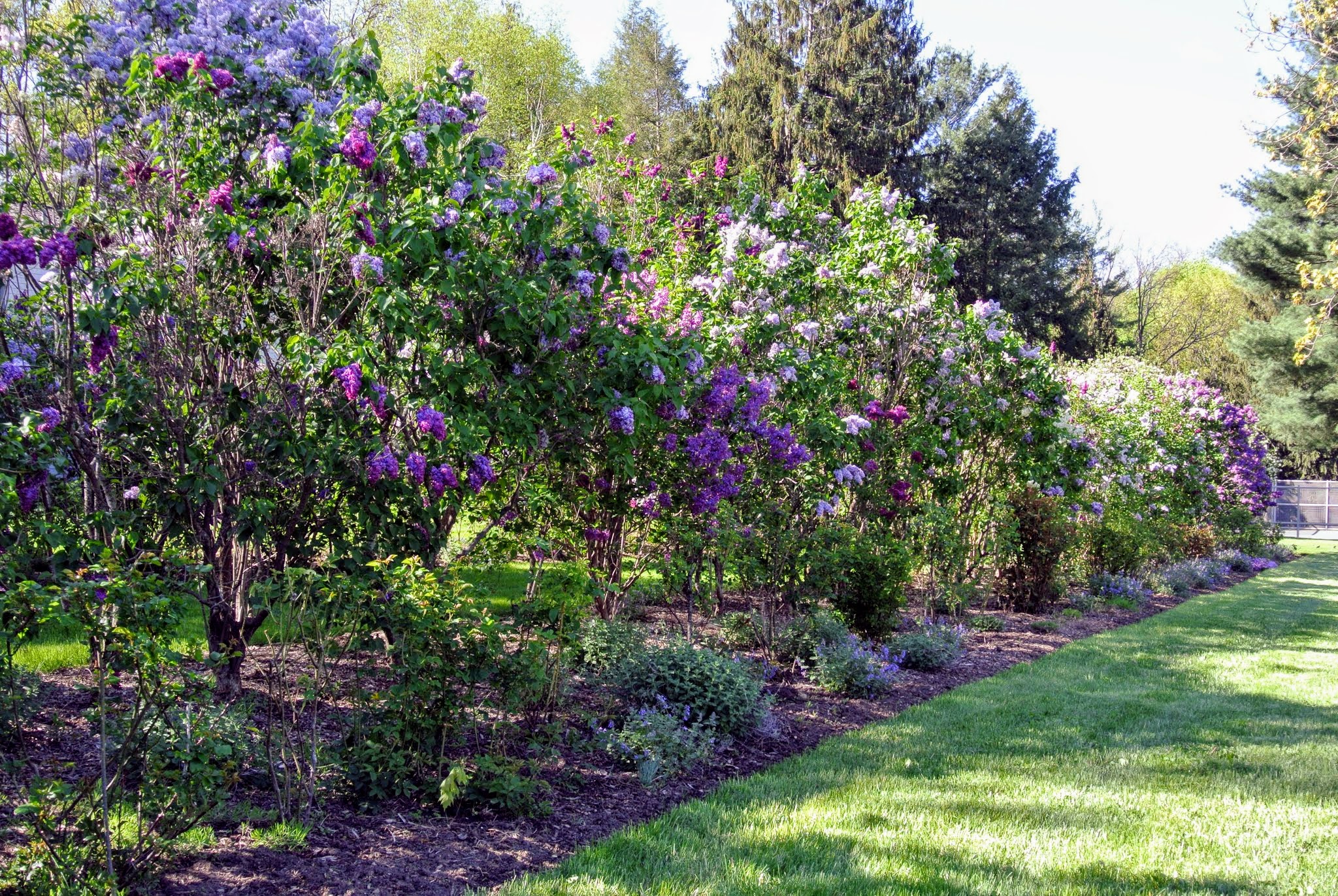 My Blooming Lilacs - The Martha Stewart Blog