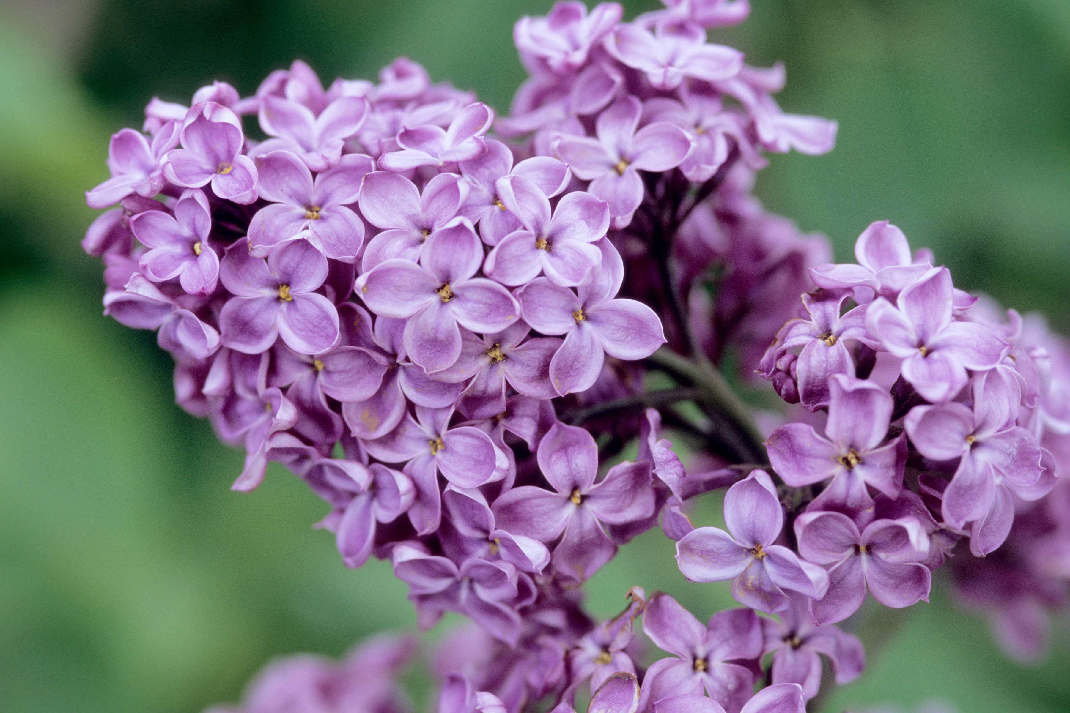 Lilac Sunday at the Arnold Arboretum Sunday, May 10th - Cervone ...